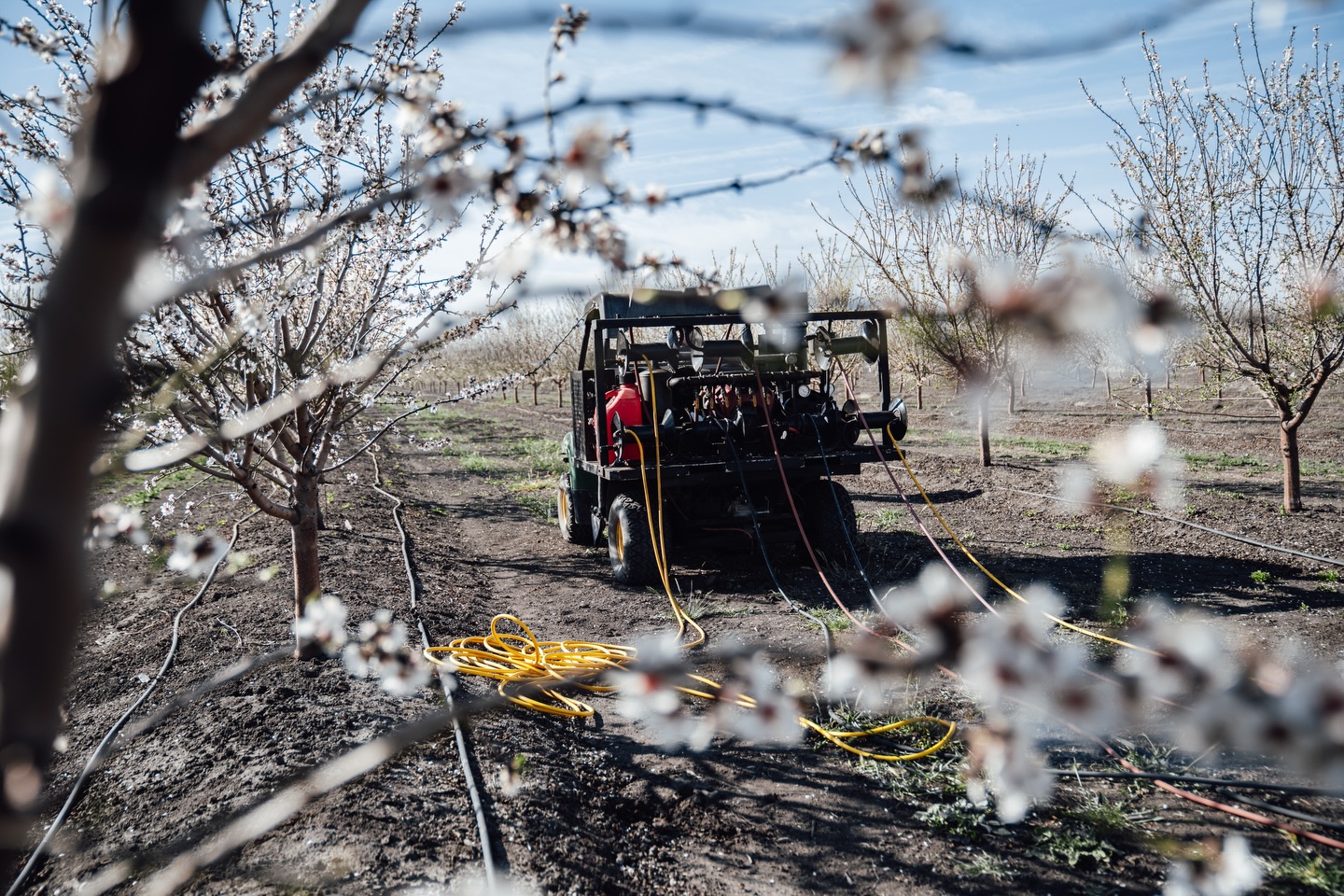 Bloom season is here ๐ธ โ and so is rodent pressure.
Caddyshack Rodent Control working row by row to protect your orchard investment across the Valley.
๐ North & Central Valley: (209) 564-8207
๐ South Valley: (559) 395-2537
#CaddyshackRodentControl #OrchardProtection #AgServices #rodents #rodentcontrol