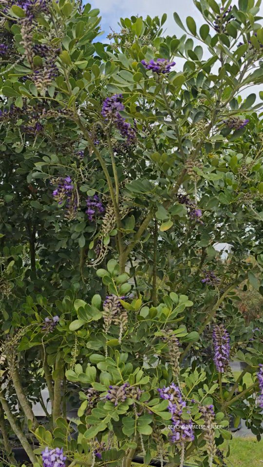 One of the most beautiful flowering trees in Texas.
Texas Mountain Laurel (𝘋𝘦𝘳𝘮𝘢𝘵𝘰𝘱𝘩𝘺𝘭𝘭𝘶𝘮 𝘴𝘦𝘤𝘶𝘯𝘥𝘪𝘧𝘭𝘰𝘳𝘶𝘮 formerly known as 𝘚𝘰𝘱𝘩𝘰𝘳𝘢 𝘴𝘦𝘤𝘶𝘯𝘥𝘪𝘧𝘭𝘰𝘳𝘢". The blooms are out of this world 😍 & they smell like Grape 🍇 bubblegum or grape kool-aid 😋
Come and smell these flowers while you can, they won’t last long!
→ Not messy
→ 12' - 15' height
→ Super Cold Hardy
→ Evergreen
→ Low Maintenance
visit us
↳ 23920 FM2978 Tomball, Tx 77375
www.beyondparadisenursery.com
#texasmountainlaurel #beyondparadisenursery