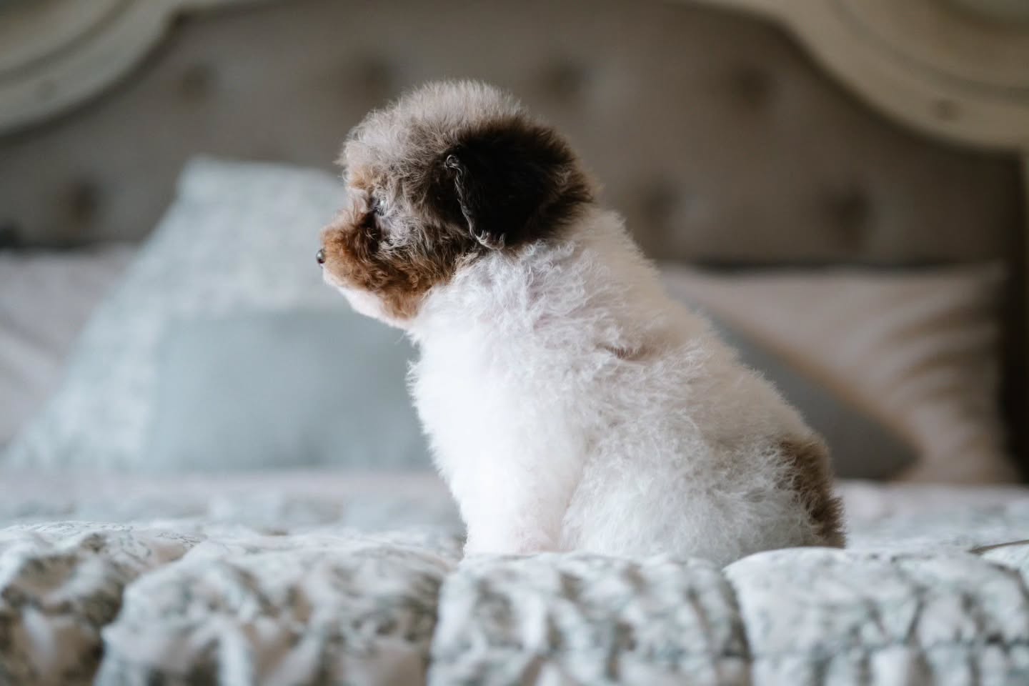 Lindt Lindor, "Little Lindy" 💋