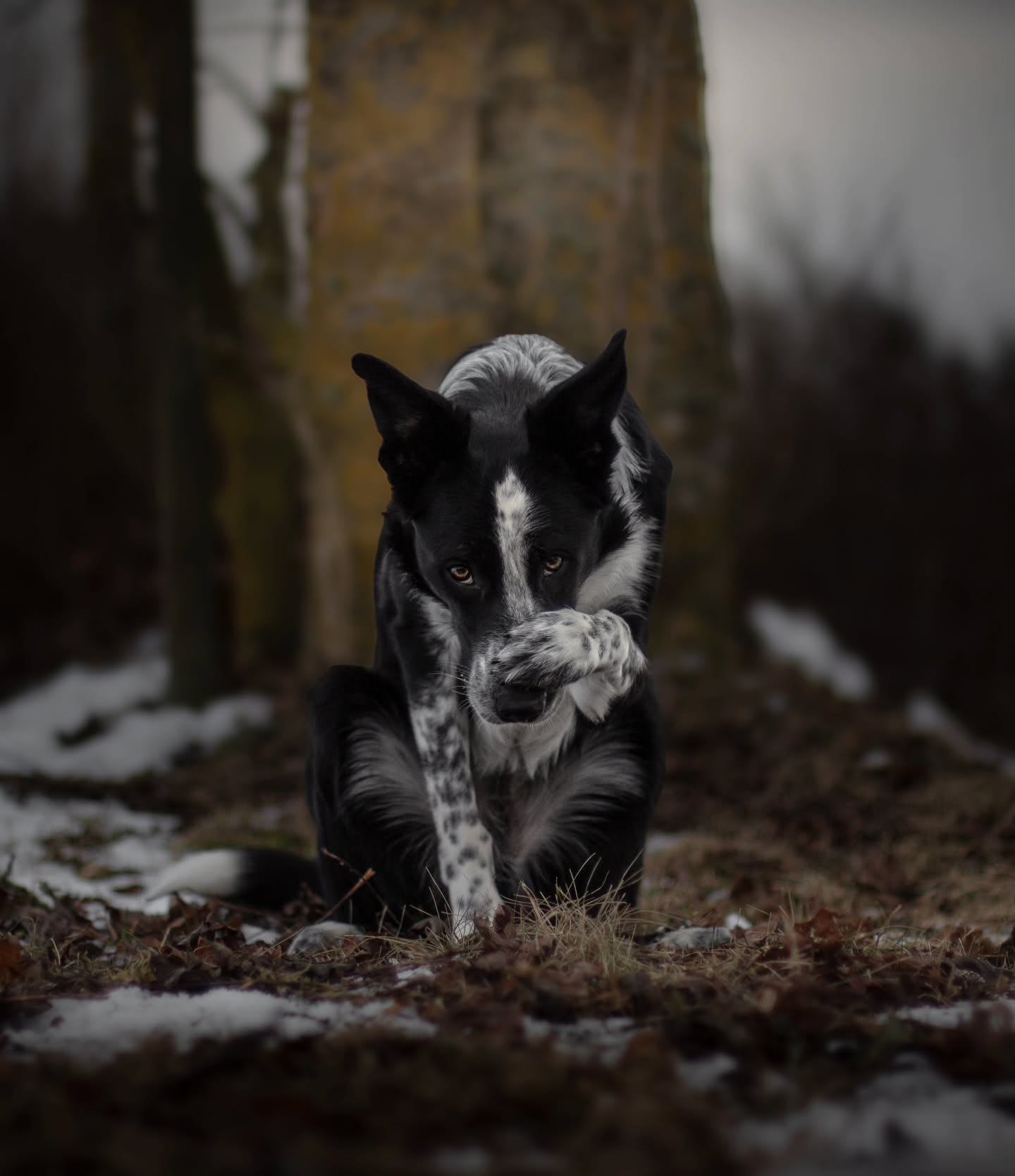 Spud, the dog I just knew I needed 🖤
#bordercollie #vinterängensspud #bordercolliesofinstagram #dogsofinstagram #instadog