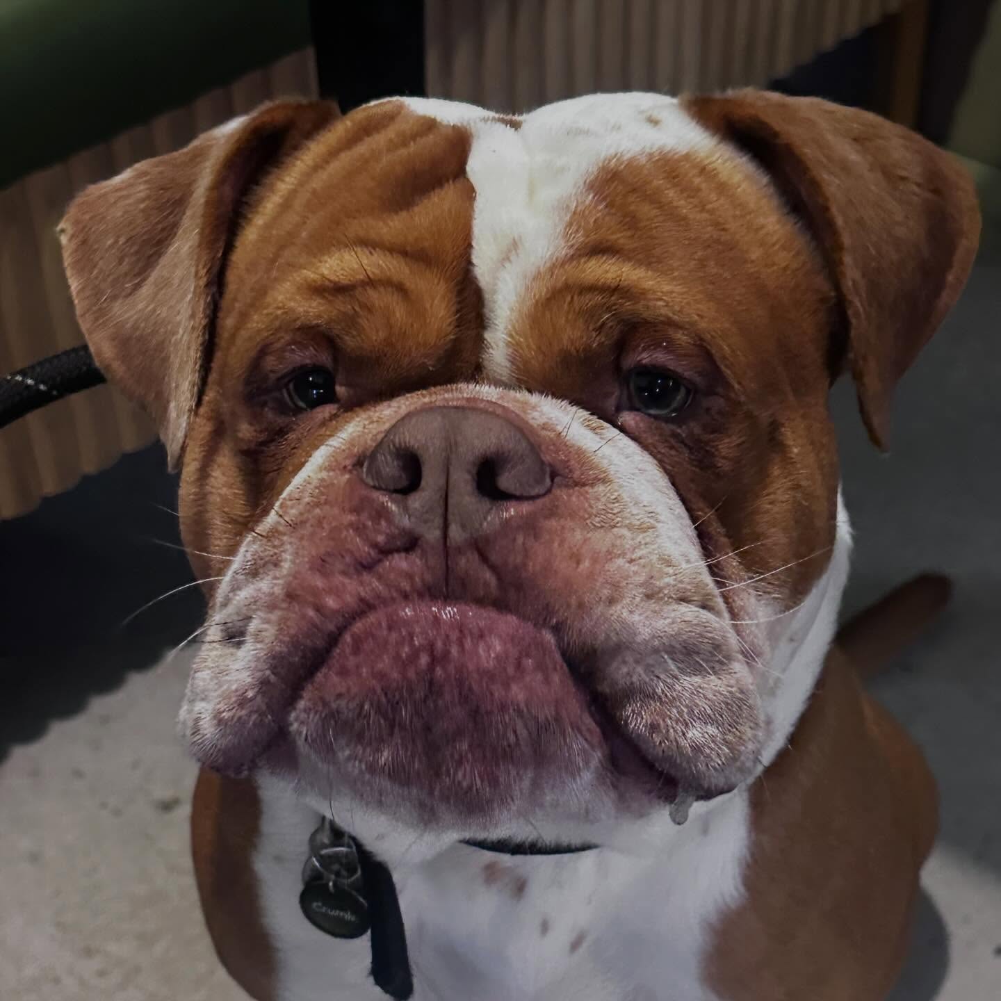 Patiently waiting for the dirty chais @shrooma_oswestry to be drained before I can continue my walk