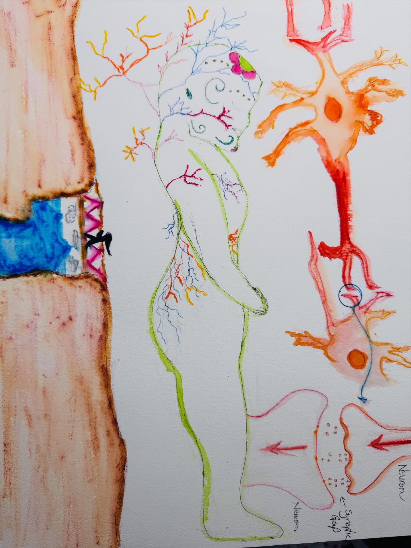 šLong ago when I was working in education, I found an analogy about neural nets and the synaptic gapāthat space between neurons in our brains that the signal has t o cross.
When we are first learning something, the analogy goes, itās like throwing a line across the chasm of a cliff.
Remember the first time you drove? And how hard it was to remember all the things? Your brain was struggling to create new connections between neurons.
As we practice over time, the path gets more well-formed. The lines of connection between neurons form stronger more well-grooved pathways that are more like a fully formed rope bridge.
Now you might drive from one place to the other, hardly remembering how you got there. The neural nets youāve formed let you almost automatically do all the things with your foot on the gas, your hands on the steering wheel, and your eyes on the road.
Those well-worn paths between the synapses can help us when we need to drive or cause us some trouble when we start habits that we wish we hadnāt.
I added those neural net ideas and the analogy to the sketch I made of the vagus nerve.
Itās probably too much all squashed together. But I still like it.
ā¤š§”