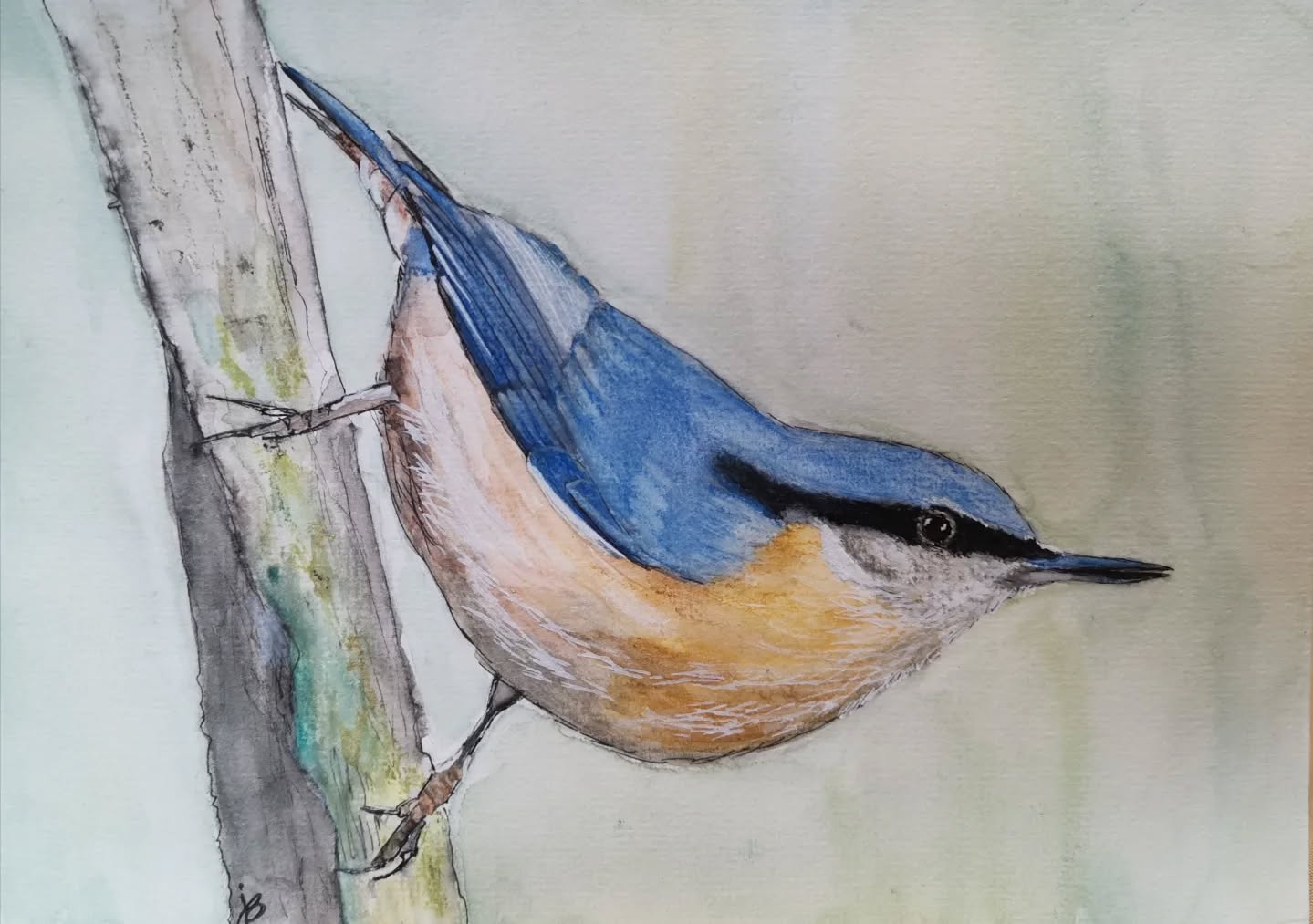 Eurasian Nuthatch done with Neocolors, watercolor, and pastel pencils. After sketching in pencil I decided to try something new using a uni-ball vision needle micro pen that's supposed to be waterproof, but it's not! It wasn't pleasant at first, but then I embraced it. I actually like the results. You can't see it because it's under the paint.
#ilovebirds #bird #birdartist #birdart #birddrawing #birdpainting #carandache
#danielsmithwatercolors #uniball