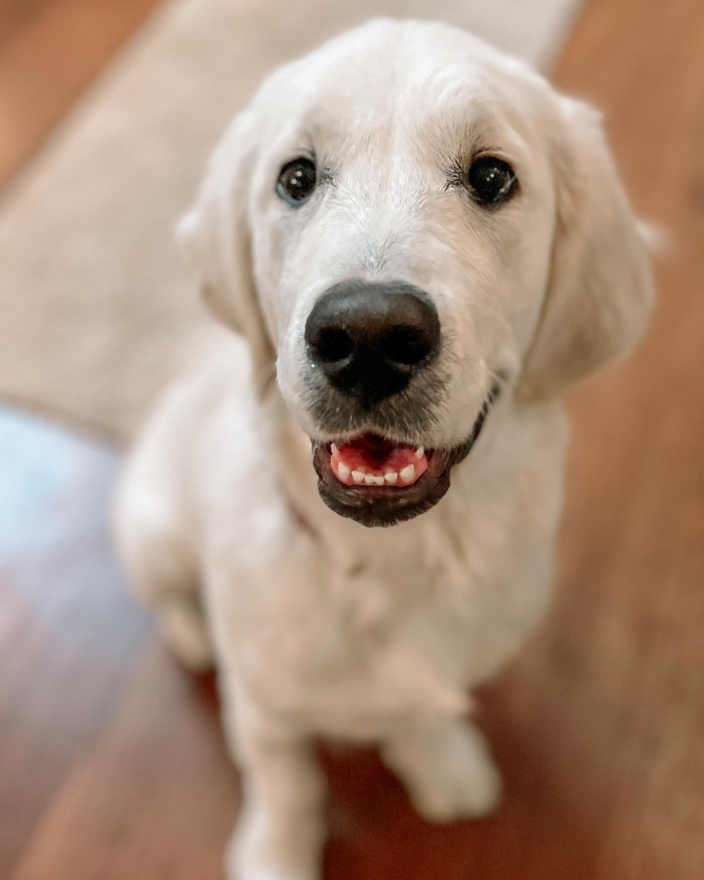 The hardest part of dog training sometimes isn’t modifying behavior, coaching humans on positive reinforcement training skills or any of the other challenges that comes with this field… it’s falling in love with the dogs and knowing they won’t always need professional training support! Like this boy, I simply adore my time with him!