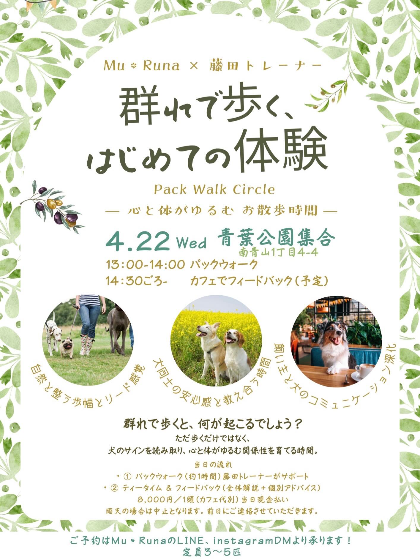 ✨10周年イベント第4弾✨
Mu*Runa × 藤田トレーナー
【群れで歩く、初めての体験】🐕🐩🦮🐕🦺
Pack Walk Circle
一 心と体がゆるむお散歩時間一
パックウォーク & カフェでフィードバック会
開催日
4月22日(水)13時〜14時
カフェ14時半ごろ(予定)
定員
3〜5組(最大5頭)
※少人数制で、1頭ずつ丁寧に観察・フィードバックを行います
🐕イベントの目的・コンセプト
ただ歩くだけではなく、
**「犬のサインを読み取り、心と体がゆるむ関係性を育てるお散歩時間」**を体験するパックウォークです。
トレーナーのガイドのもと、
他犬・他人がいる環境で歩くことで
犬のニーズを満たす
群れで歩くことのメリットを体感する
飼い主と犬のコミュニケーションを深める
そんな“学びのあるお散歩”を目指します。
🐕お散歩前の「テーマ設定」
当日は、以下を軸に進めます。
犬のボディランゲージ・シグナルの読み取り方
個々を尊重しながら、苦手を無理なく克服していくプロセス。
群れで歩くことで得られる安心感・学習効果
飼い主の呼吸・リードワークと犬の反応の関係
「安心できる距離感」の作り方
**「心と体がゆるむお散歩時間」**を全体テーマに設定します。
🐕当日の流れ
① パックウォーク(約1時間)
トレーナーが介入・サポートしながら進行
群れの中での犬の変化をその場で共有
② お茶会 & フィードバックタイム
藤田トレーナーからの全体解説
個別質問・アドバイス
🐕参加条件・ご遠慮いただくケース
以下に該当する場合は、今回は参加をご遠慮いただき、個別レッスンをおすすめします。
・ヒート中の子
・他犬・人への攻撃性が強く、長く吠え続けてしまう子
・他犬・人を極度に怖がり、強いストレスがかかってしまう子
・初めての場所で歩けず、立ち止まってしまうなど、パックウォークが難しい子
🐕注意事項
*リードの長さに注意し、OKが出るまでは他の犬・人に接触しないでください
*犬1頭につきハンドラー1名でお願いします
*参加者同士のトラブルは当事者同士での解決をお願いします
*SNS掲載用に写真・動画撮影を行います(ご了承ください)
*前日・当日キャンセルは100%キャンセル料が発生します
*雨天の場合は中止となりますので、ご了承ください。前日にご連絡いたします。
【料金】
8,000円/1頭(お茶代別)
*当日現金払いでお願いします。
【集合場所】
青葉公園(南青山1丁目4-4)
*サロンから徒歩約10分
@sora_shippo
#パックウォーク #パックウォークイベント
#10周年記念イベント #赤坂 #青山