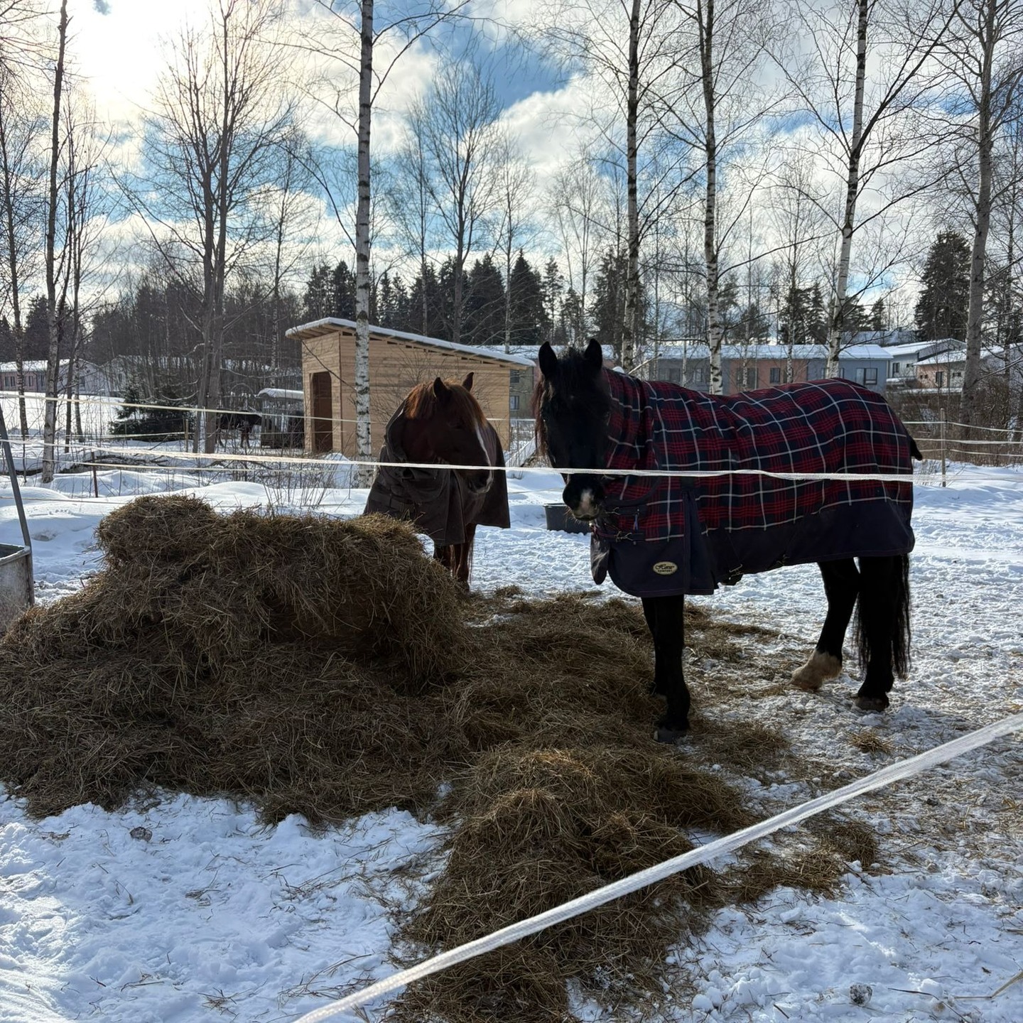 Meillä on tänään neljäs päivä kuumeilevia hevosia. Ensimmäiset oireet tuli Papulle torstaina. Papu oli ollut edellisenä viikonloppuna Ainossa treeneissä ja yöpynyt vierastallissa.
Seuraavana päivänä, eli perjantaina, kuumetta mitattiin Aatulta ja Ekiltä. Aatu oli ollut edellisenä viikoloppuna Viikissä lievän ummetusähkyn vuoksi. Eki ei ole poistunut tontilta ollenkaan.
Lauantaina kuume nousi myös Raunolla. Rauno on ollut tosi apea ja tänään ei saatu sitä ollenkaan juomaan. Viikistä tulossa onneksi päivystäjä nesteyttämään.
Eki ja Aatu ovat onneeksi olleet tänään pirteitä ja kuumeettomia. Kaikki kuumeilevat ovat syöneet melko huonosti, niin verkot ollaan otettu kokonaan pois eristetyiltä
Meillä ei ole todettu EHV-1 virusta eikä mitään muutakaan. Nyt saadaan toivottavasti testit otettua samalla, kun eläinlääkäri nesteyttää Raunon.
Miksi me halutaan olla avoimia meidän kuumeilevien hevosten suhteen?
Ei haluta lietsoa paniikkia, vaan näyttää esimerkkiä avoimesta viestinnästä. Mikäli kaikki tallit kertoisivat avoimesti tautitapauksistaan, ei tietoa tautien leviämisestä tarvitsisi etsiä ht-netistä
@ratsastajainliitto on onneksi omilla sivuillaan viestinyt tilanteesta. Vahvistettuja EHV-1 tapauksia on todennettu yhteensä kolmella eri tallilla, joista yksi on Tuomarinkylä. Kenelläkään ei taida olla tietoa, onko Viikissä tällä hetkellä hoidettavana hevosia muilta talleilta tai millä muilla talleilla on kuumeilevia hevosia. Todella toivotaan, että ainoastaan meillä.
Neurologiset oireet tulevat 5-7 päivää ensimmäisistä oireista, jos ovat tullakseen. Toivotaan, että meillä selvitään ilman niitä.
Kiitos jo tässä vaiheessa meidän hevosten ihanille omille ihmisille. Kukaan ei ole valittanut vaikka HIHS jää väliin ja ollaan tilanteessa, että tuuraavaa hevosta ei tänään enää ollut kaikille mahdollista järjestää.
Kiitos myös kaikille, jotka tsempanneet ja lähettäneet viestejä.
Kuvassa Aatu ja Eki, jotka fiilistelevät eristystarhan vapaata heinää.
Kuva: @anulinna