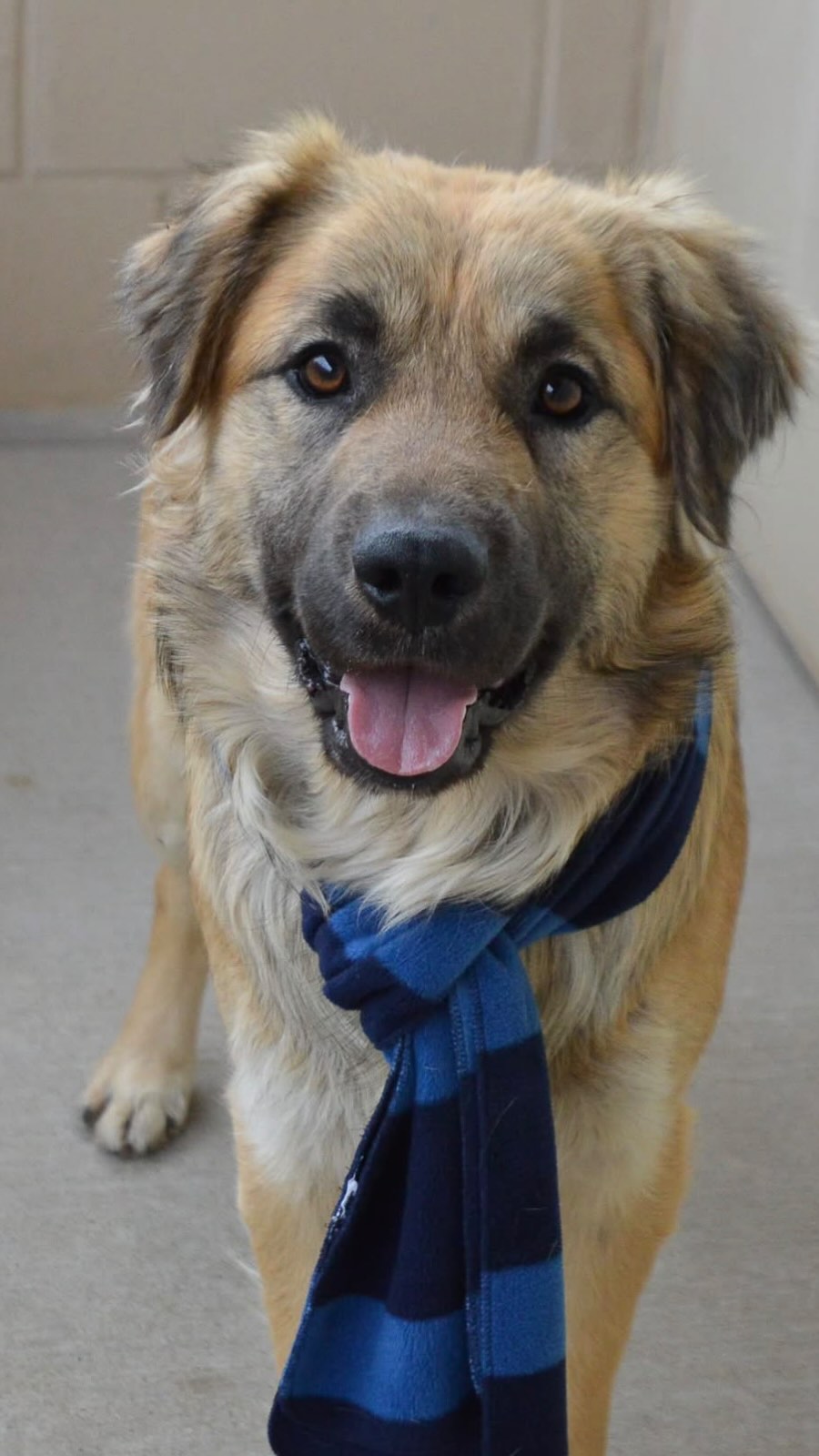 Who rescued who?!
Meet Finnegan 🐾
Finn. Finn Finn. Finney. Finney Finn Finn.
The best boy. Stole my heart ♥️
One year old. Shepherd mix.
Already shedding on everything I own.
But after whatever his first year looked like…
He’s safe now. He’s mine. He’s home.
Follow our adventures at @fit_and_swift
#RescueDog #GermanShepherdMix #AdoptDontShop #DogMomEra #DogsofInstagram