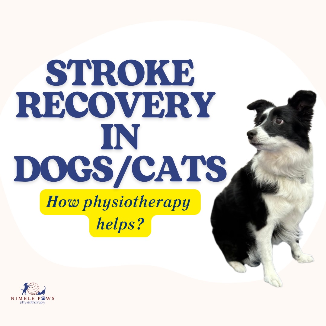 Just like people, dogs and cats can need rehabilitation after a stroke š¾
Physiotherapy helps improve movement, balance, and confidence. They start gently and gradually with light exercises, and progressing to more challenging ones as they recover.
Every pet heals differently, but the right support can make a big difference.
#nimblepaws #movementmatters #caninerehab #dogphysio #sgdogs