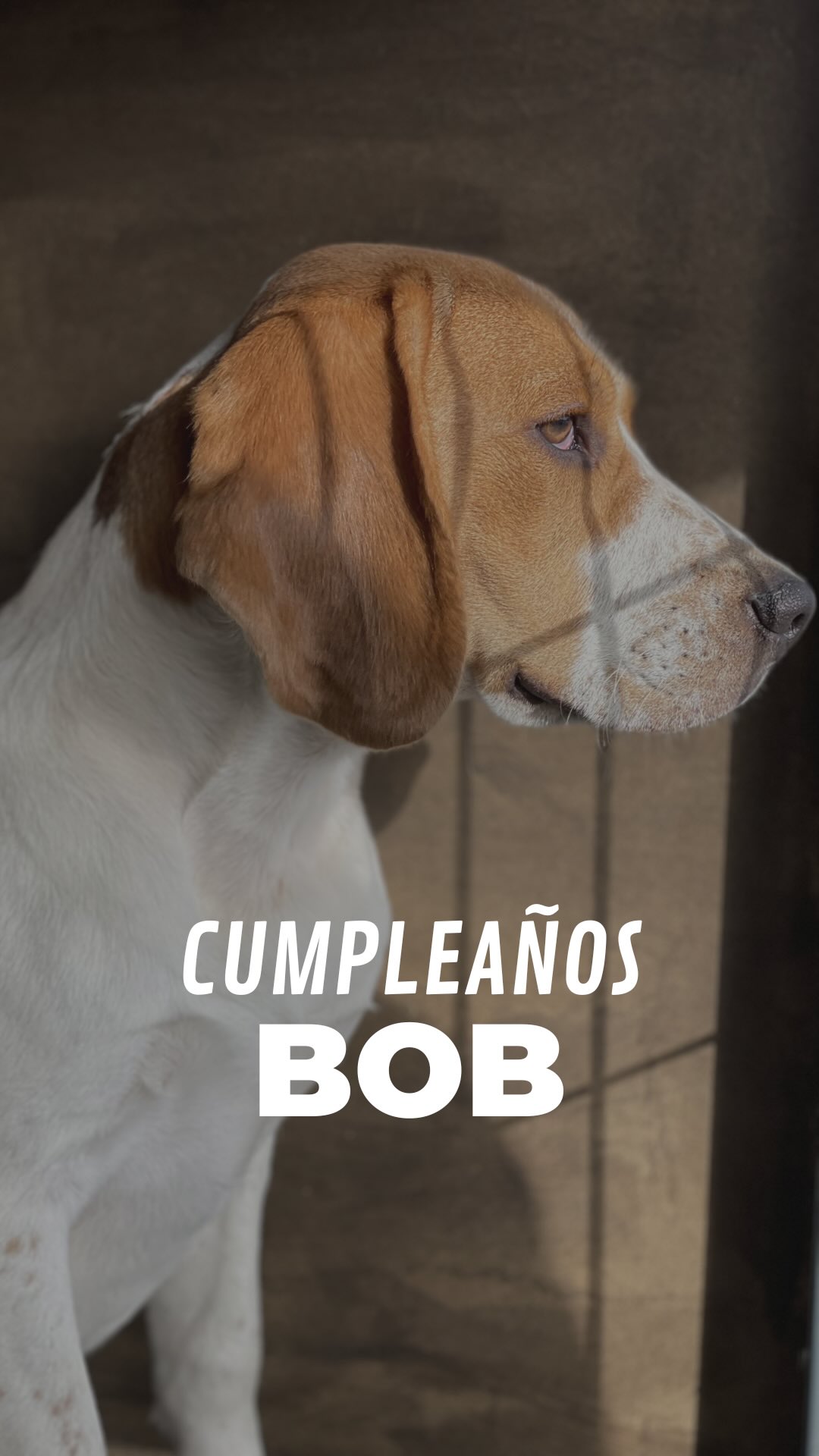 ¡Feliz aniversario, Bob!
4 años compartiendo vida, trabajo y aventuras.
Pero sobre todo, 4 años ayudando a tantos perros a confiar de nuevo. 💛
Bob no solo es el beagle de Marta...
Es uno de nuestros mejores perros tutores.
Todos nuestros clientes lo conocen,
porque ha acompañado a muchísimos perros en su proceso,
enseñando a socializar, sobre todo a los que tienen miedo o son reactivos.
Con su calma, su energía y su manera de comunicar,
ha enseñado a muchos perros a socializar, relajarse y disfrutar.
Gracias por ser ese compañero incansable,
por tu paciencia infinita,
y por recordarnos cada día que el equilibrio también se enseña con el ejemplo. ✨
¡Por muchos años más juntos, Bob!💞
#dogtraining #educacioncanina #beagle #perrosfelices #socializacioncanina #modificaciondeconducta #maresme