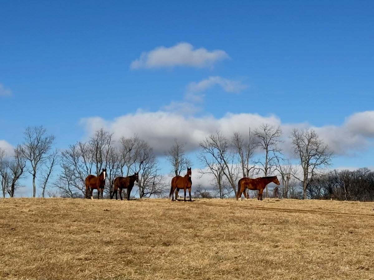 The snow has melted and now we are enjoying some sunny weather in the 50s. More snow due on Sunday though.. letโs hope the weather man is wrong!