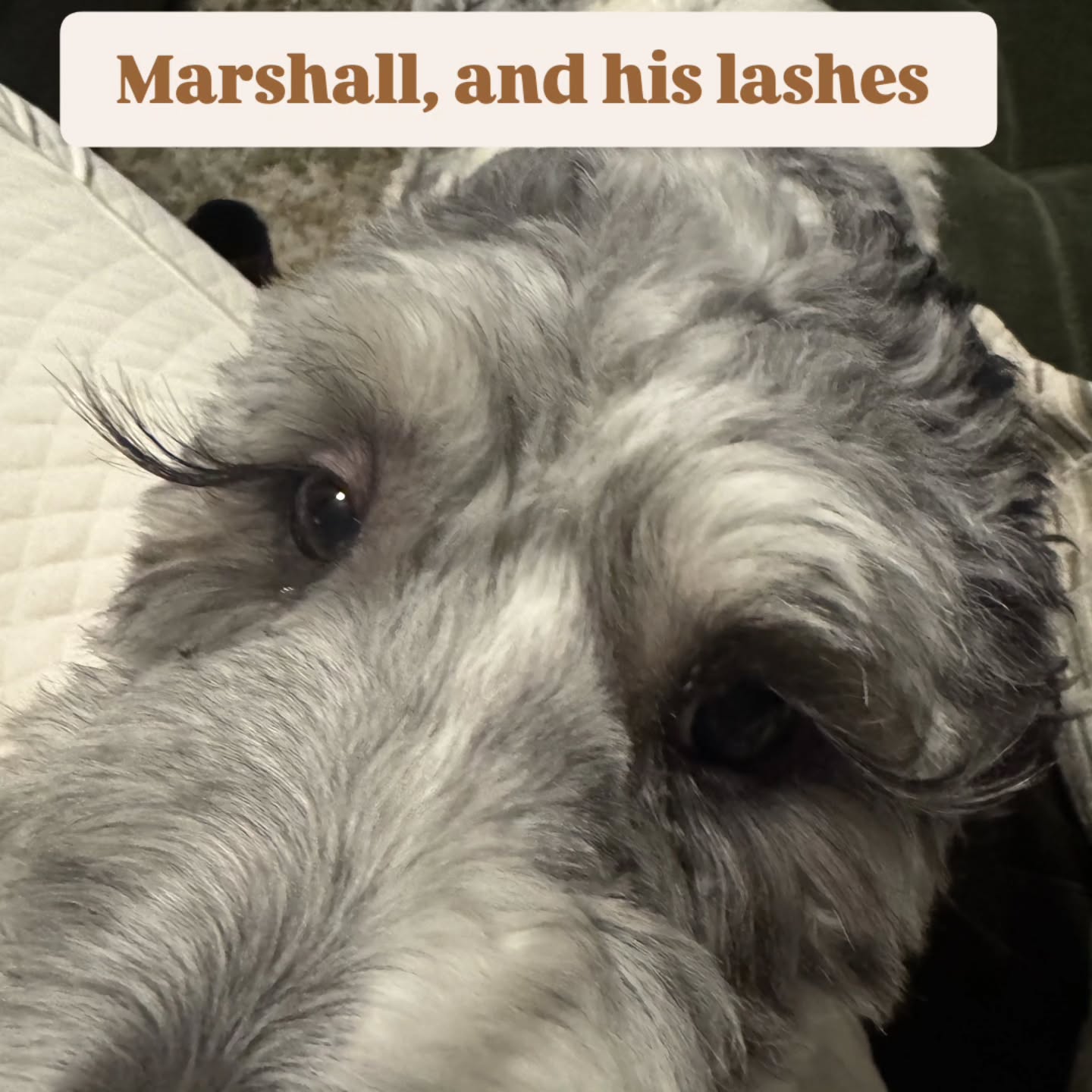 Marshall with his Family 14 months old. Not available
#sanders_saint_berdoodle #saintbernard #puppy #poodle
