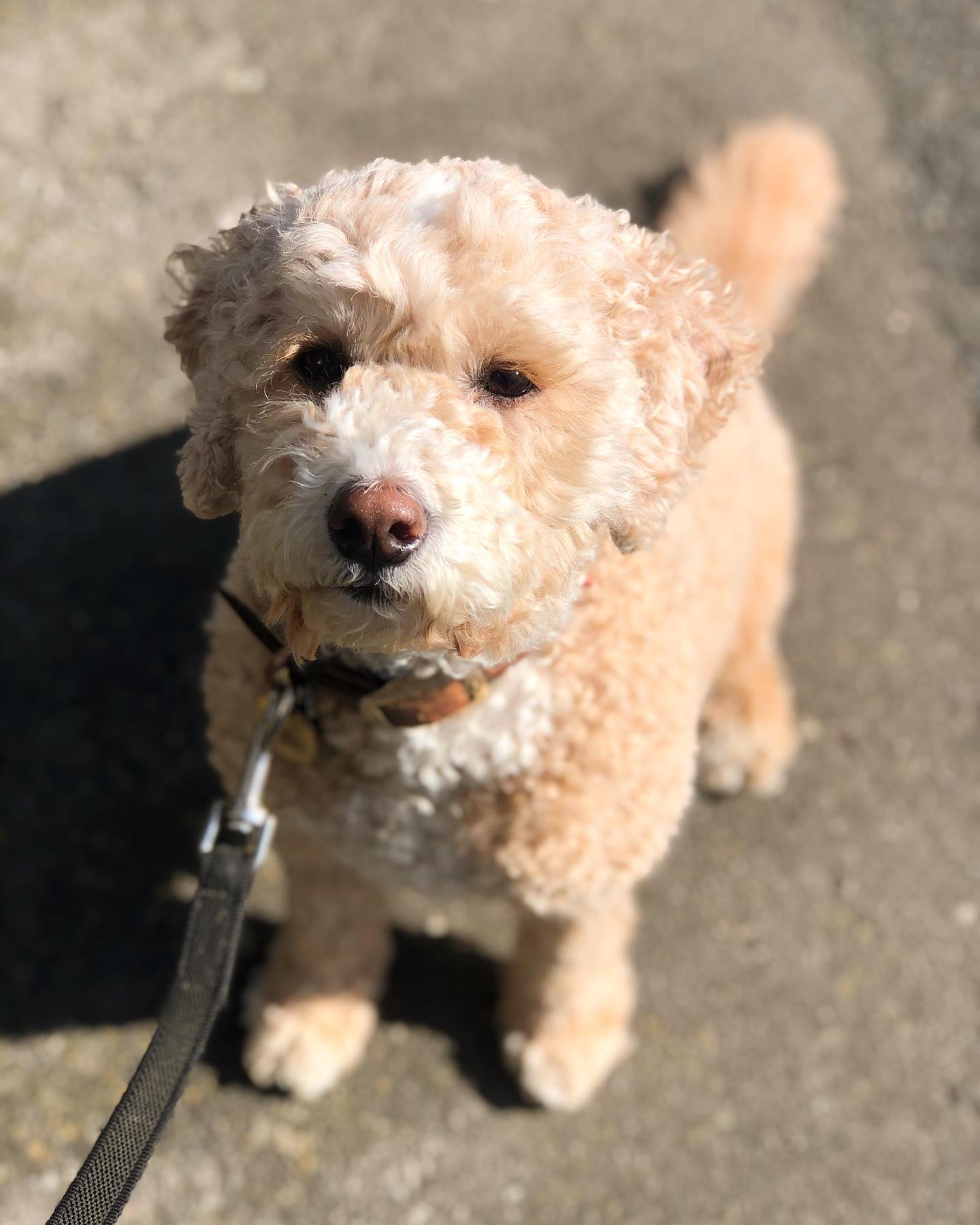 This past week I’ve been walking lovely Bernie, such a well behaved gorgeous girl🥰❤️
.
.
.
#dogsofinstagram #cute #dogstagram #dogwalker #petsofinstagram #dogwalks