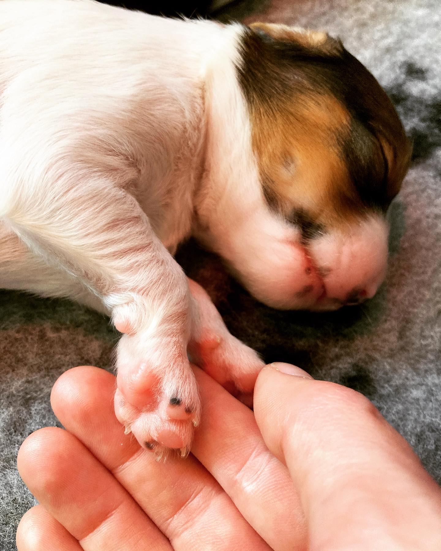 Nog maar een paar dagen terug en toch zoveel kleiner! #kooiker #kooikersofinstagram #kooikerhondje #puppies