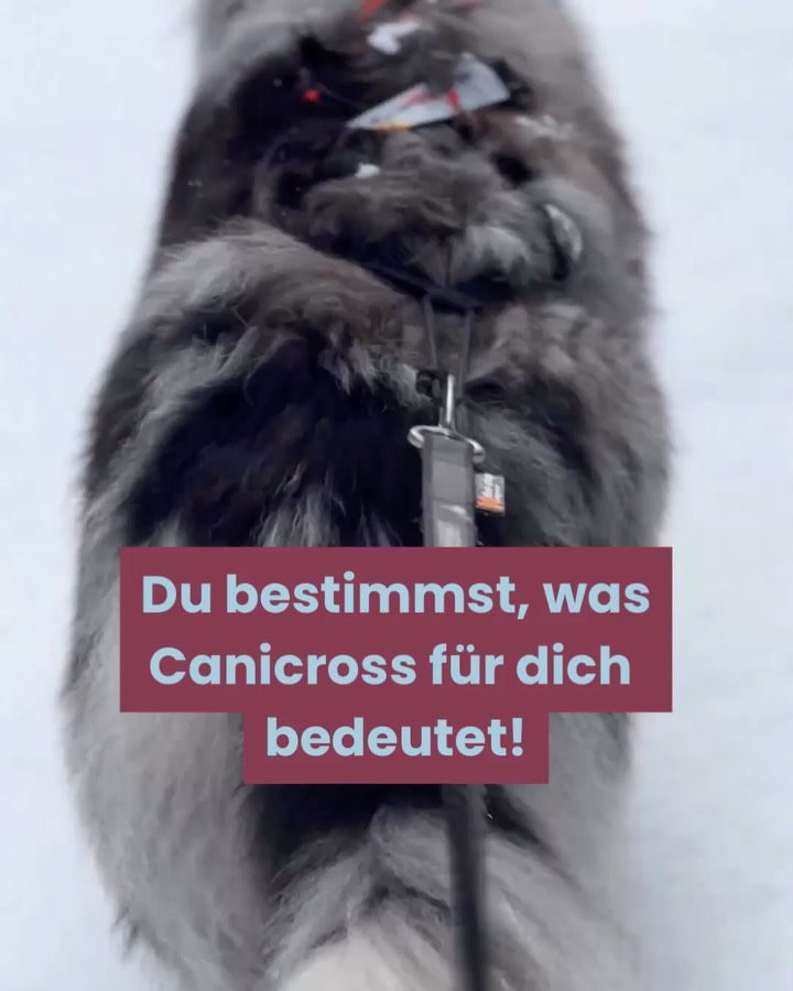 Du bestimmst, was Canicross für dich bedeutet.
Es ist 💩 egal, ob du langsam unterwegs bist, super schnell, die Zeit regelmäßig unterbietest oder eben die Aussicht genießt!
Canicross ist gemeinsame Bewegung & hier steht der Spaß von euch als Team im Vordergrund!
CANICROSS
FUN
ZUGHUNDESPORT