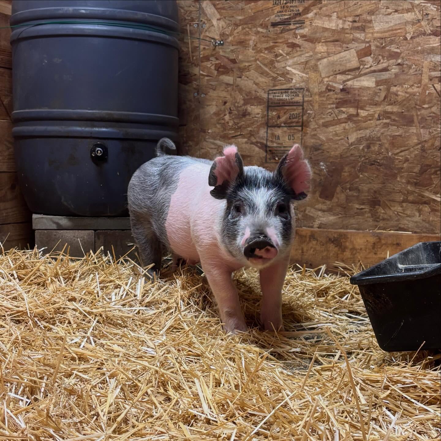 📣 Welcome Checkers 🏁 !
Cameron is on her last year of 4-H 🍀—— it’s been an eventful and memorable 12 years! Checkers will be Cameron’s 9th and final market pig and we are so excited to welcome him. He weighs 67.7lb and is right on track. Hoping to end 4-H well this year!
#farmlife #4h #countyfair #pig #babypig