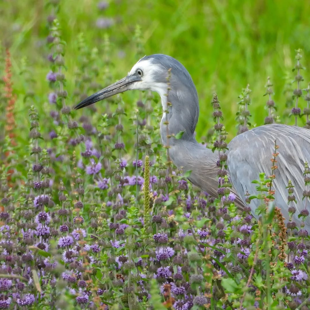 Matuku blue, in the purple...
#Matuku-moana #white-facedheron #karameawild