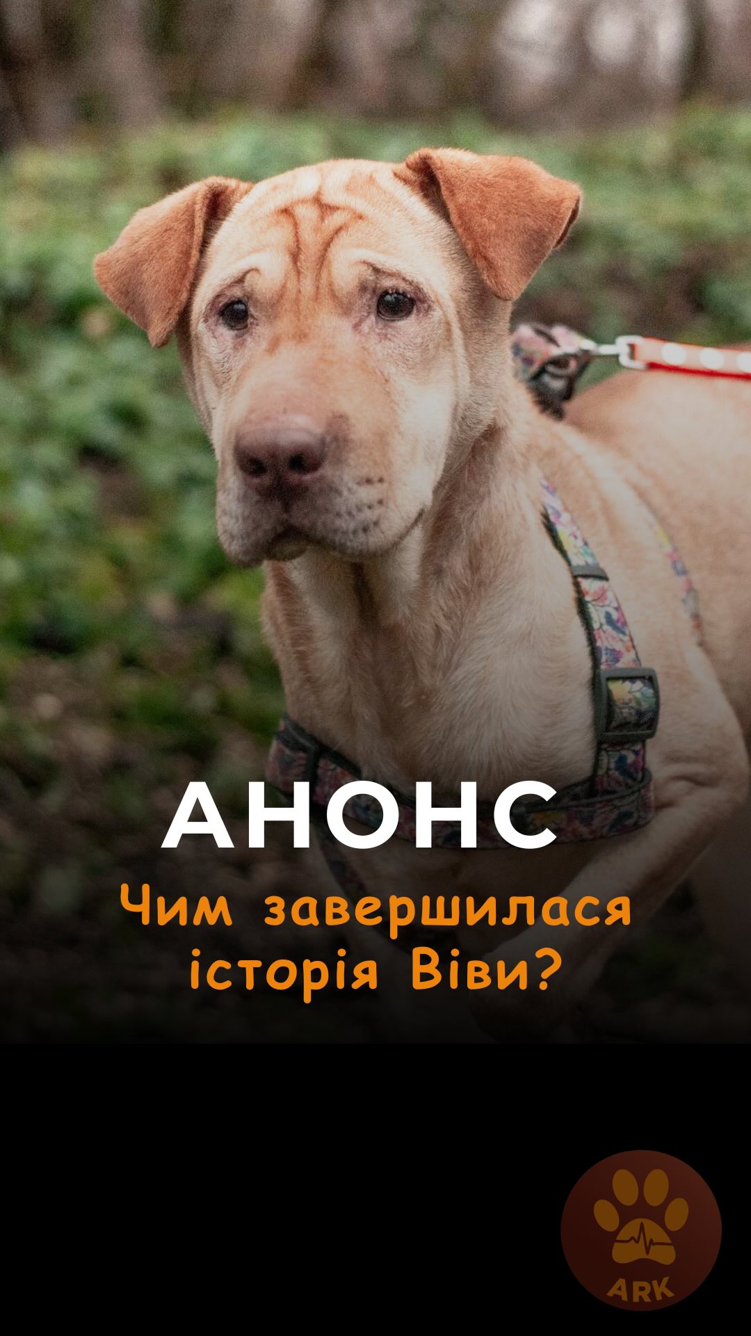 Чим же завершилася історія шарпея Віви з Олексієво-Дружківки, яка дивом вижила, місяць просидівши на 5 поверсі зруйнованого будинку? (⬇️ENG)
Сьогодні о 19 на нашому фейсбуці, інстаграмі, ютубі дивіться продовження та щасливе завершення неймовірної історії Віви!
Зробити донат можна за посиланням у біо 👆
How did the story of Viva the Shar Pei from Oleksiievo-Druzhkivka end — the one who miraculously survived after spending a month on the 5th floor of a destroyed building?
Today at 7 PM, watch the continuation and the happy ending of Viva’s incredible story on our Facebook, Instagram, and YouTube!
To donate follow the link in our bio👆