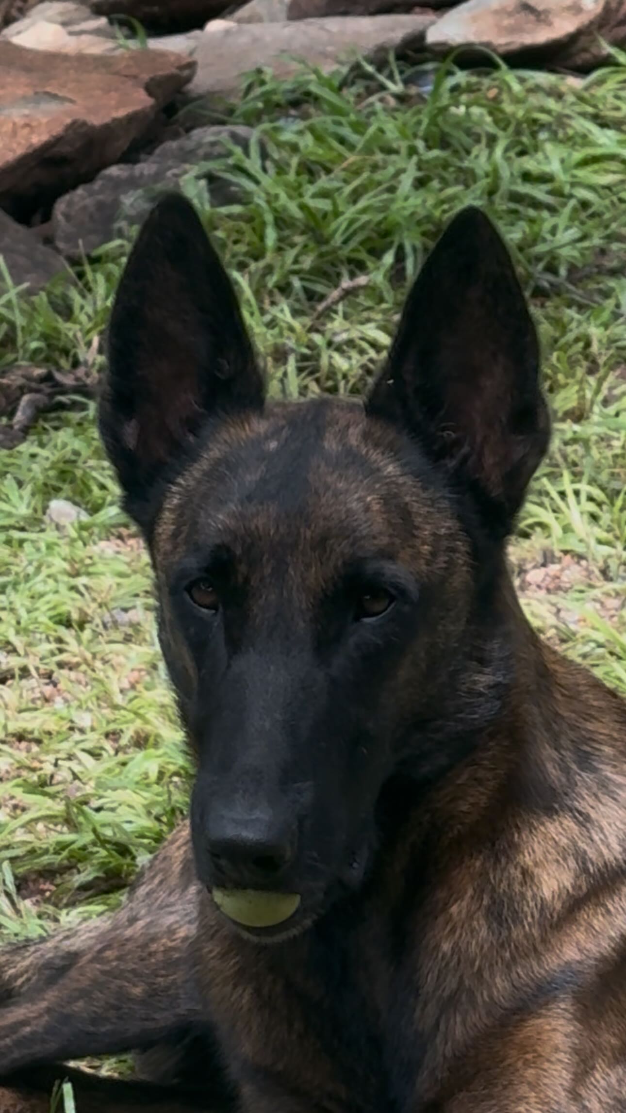 āSo, um⦠yeah. Obviously weāre dealing with a natural disaster. Which is not ideal. Very serious. But the dogsā they heard water, and now itās parkour. And I donāt love that. But also⦠morale is important. And if jumping at pool water is how they process stress, then honestly? Thatās kind of leadershipā. - Michael Scott.
@theoffice
.
.
.
#parkourislife #parkourforlife #theoffice #disasterrelief #comedicrelief #sendit #belgianmal #malinoisofinstagram #malinois #dutchshepherdlovers