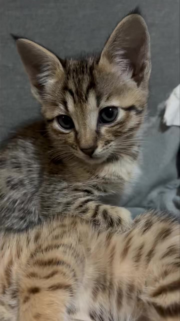 I’m just loving Remy’s ear tuff’s. Such a handsome boy ❤️