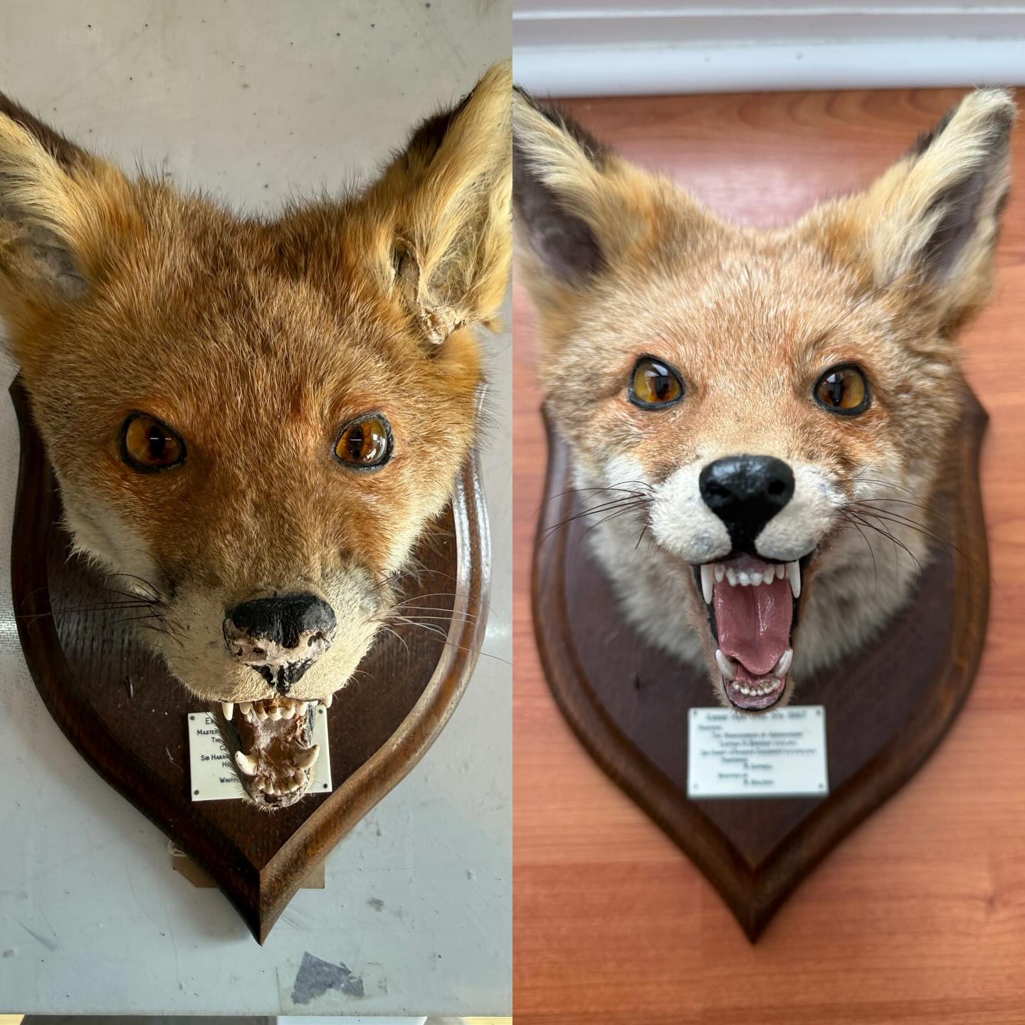 Another restoration complete for the same customer. This is a nice example of a Rowland Ward fox mask. The ear came off due to it being knocked off the wall by accident. Repaired the ear and recoloured inside the ears too. Needed some tlc around the mouth and minor paintwork around the eyes. Also gave it a full clean, patched up some missing fur around the back of the ears too too. Also gave the fox a tongue as the fox was missing one. 🦊
#fox #restoration #naturalhistory #rowlandward #taxidermy