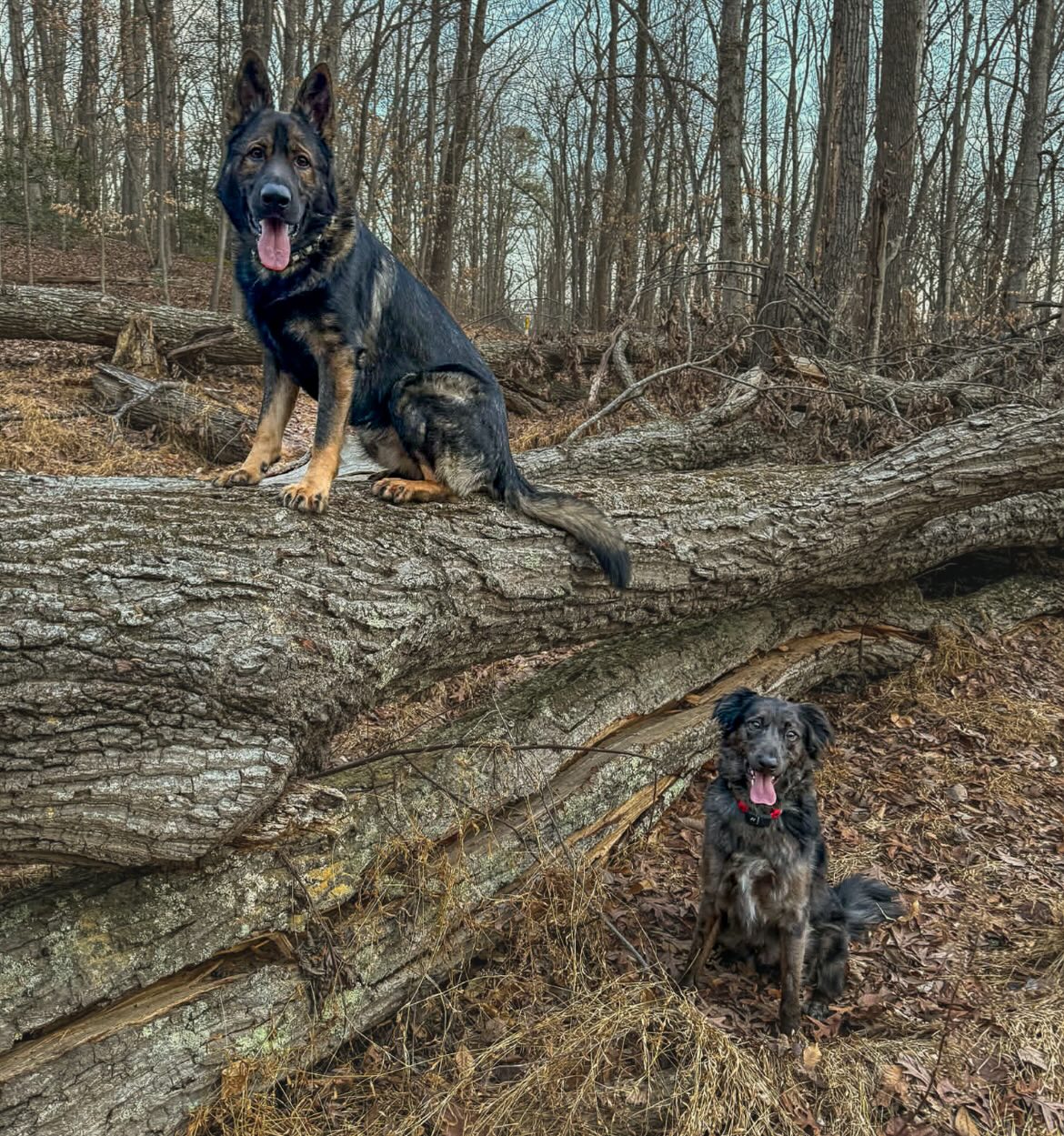 Ryder and Basilone had a blast on our hike!
🥾Ready to make your own adventures?
✉️Contact us today!
📞907-621-1522
🌐Contact@ruffpatriots.com
#dogtraining #dogtrainer #dogtrainersofinstagram