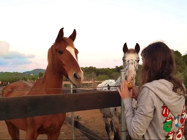 This photo was taken after an equine coaching session — gratitude apple included. 🤍
I wrote a full blog about trust and connection through natural horsemanship.
If this resonates, you can read more in the link in bio, under “Horsemanship wisdom”.
🇪🇸 La web también está en español. 😉
#horsebud #naturalhorsemanship #horsewisdom #equineconnection #horsehumanconnection