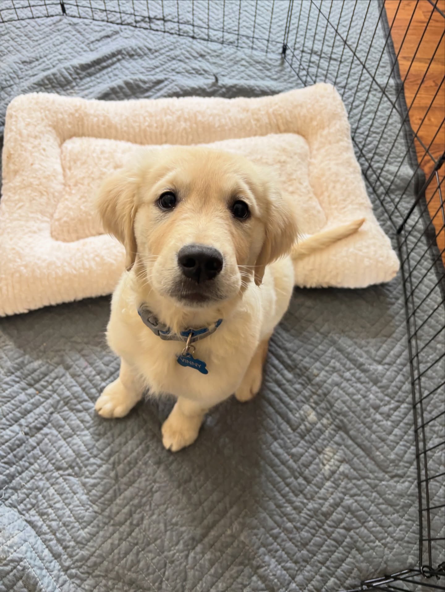 First lesson: COMPLETED. ✅
Vinny the Golden Retriever pup proved today that he’s got the brains to match those good looks! We worked hard on his recall, and he definitely earned his nap time today.
Training a puppy is a marathon, not a sprint, and Vinny is off to an incredible start. Welcome to the Happy Hounds family, big guy!
#dogsofsavannah #goldenretrieverpuppy #goldenpup