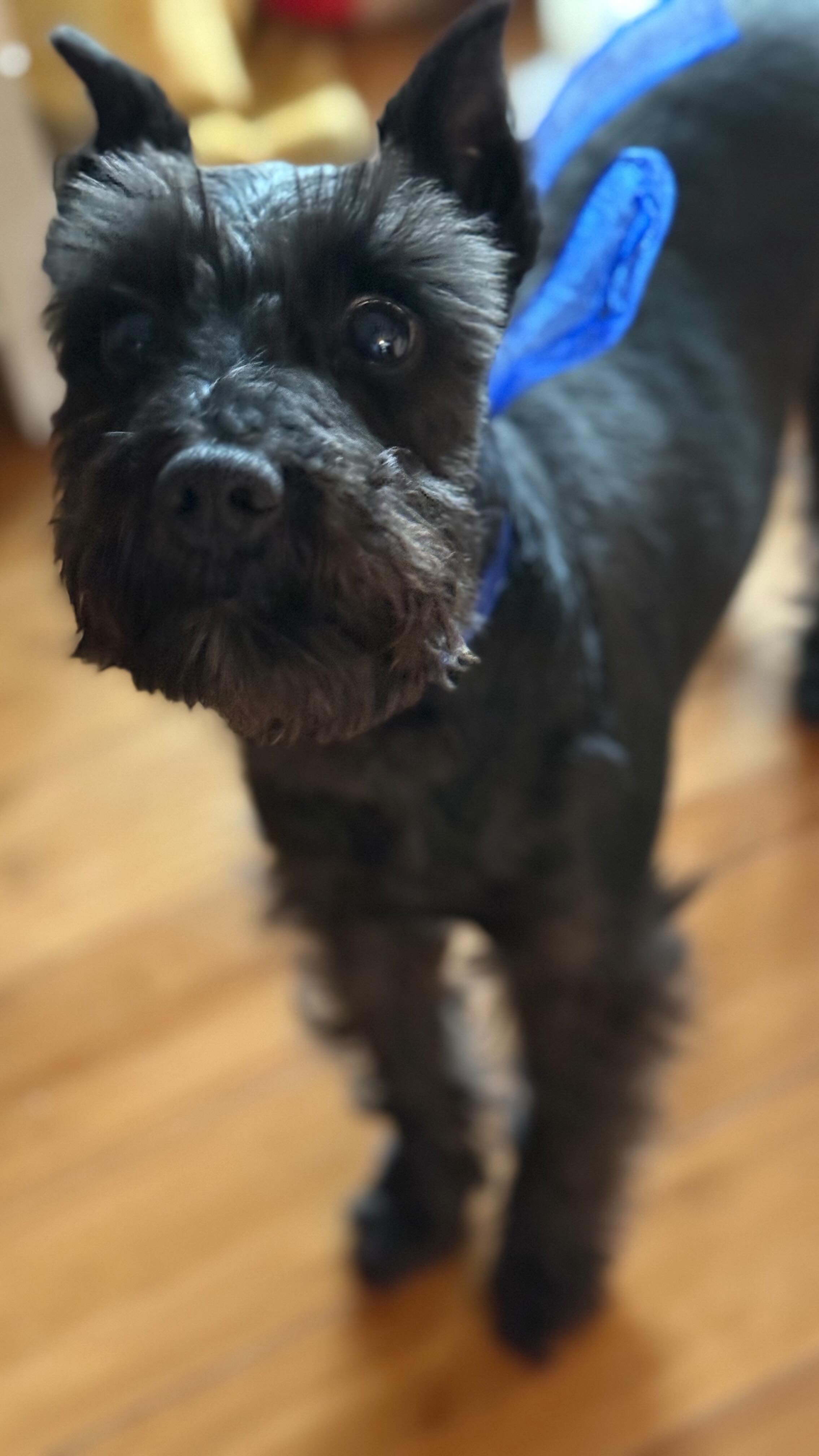 💚Show your fur babies some LOVE this year by giving them a HEALTHY TREAT that’ll make them BEGGING FOR MORE!🐶🐾
⭐️Check out my website for a variety of all natural (human grade)/preservative free treats they will crave.
👉Wrapped air-tight
👉Biscuits will last up to one week with temperatures no higher than 72 degrees; and may be frozen up to 3 months.
👉Serving suggestion: one per day
🐶Puppy approved by Biscuit, Baxter, Sky and Panda
#dogtreats #puppytreats #minischnauzer #miniatureschnauzersofinstagram #zoomies