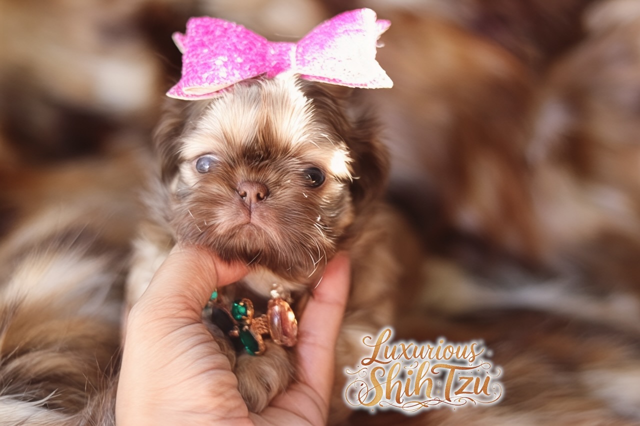 Our gorgeous cream liver girl has officially been named Mia by her mommy 🤍
She is absolutely obsessed with her and is counting down the days until they’re finally together. Little Miss Mia will be flying to New York when she’s old enough — a big journey for such a precious baby ✈️✨
We can’t wait to watch this beautiful love story unfold. 💕