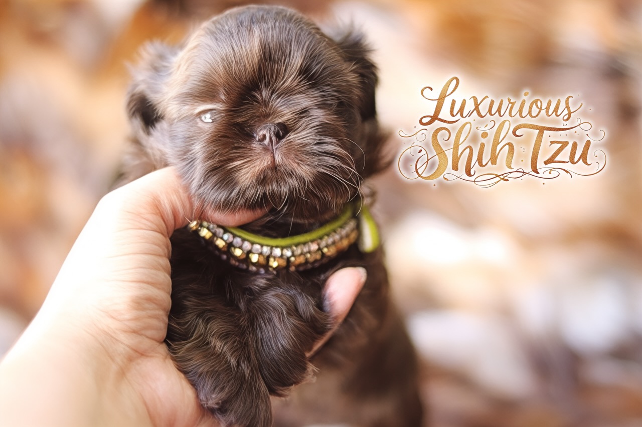 Charlie Brown Our breathtaking chocolate prince 🤎 This gorgeous male Shih Tzu features a thick, lush coat, an exquisite baby doll face, and the sweetest, most affectionate personality.
#shihtzu #chocolate #chocolateshihtzu #akc #luxurylifestyle
Don’t miss out on the opportunity to welcome one of these lovable companions into your life! Contact us today to inquire about our available puppies or to reserve your newest family member. 🏡❤️🐾
www.luxuriousshihtzu.com
✈️ Shipping available
📍Los Angeles, CA