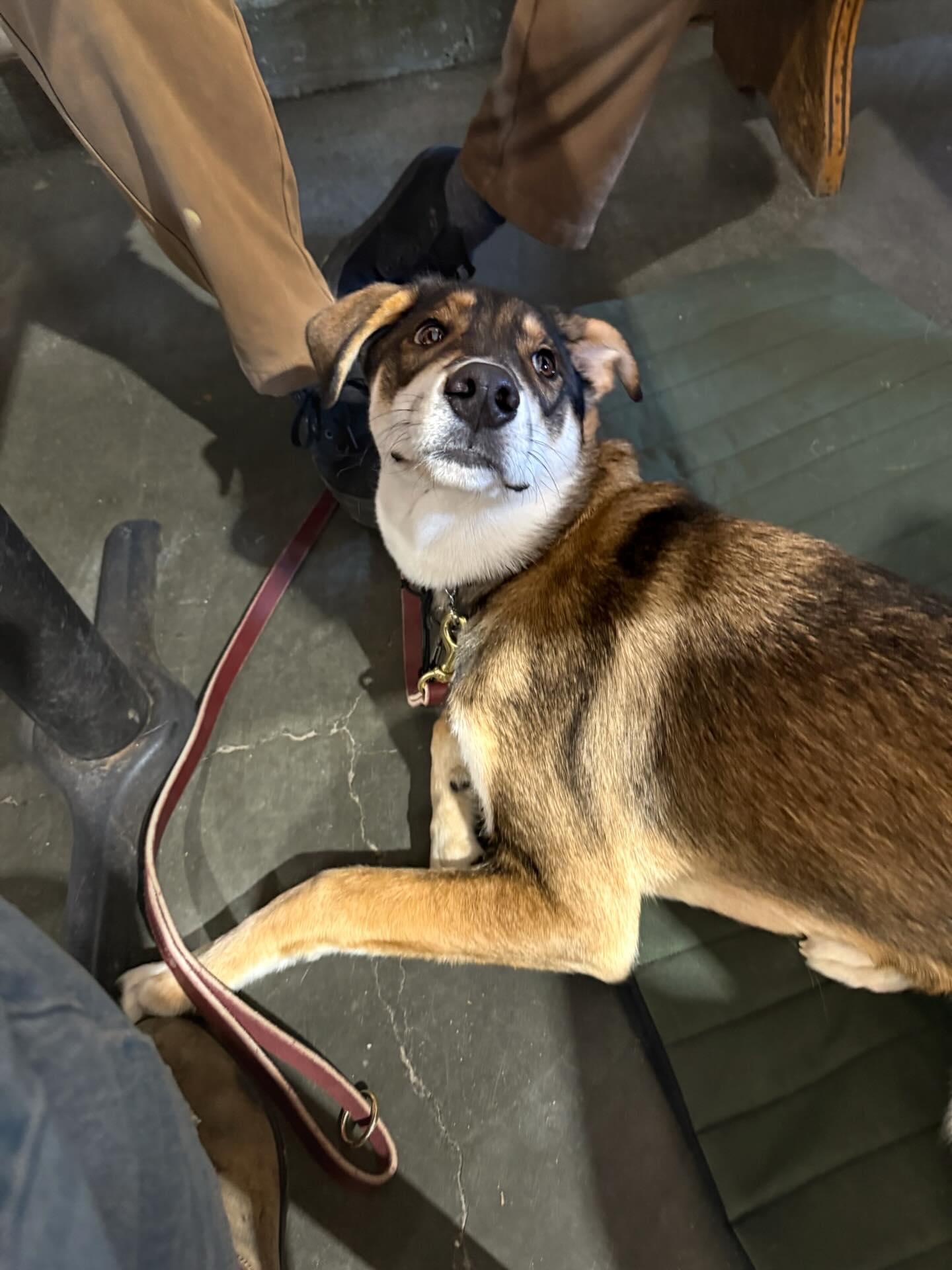 🇺🇸Chipper🇺🇸
This adorable pup is in training for behavioral modification. He’s already come a long way and know he’s going to keep succeeding!
#dogtraining #dogtrainer #cutepuppy