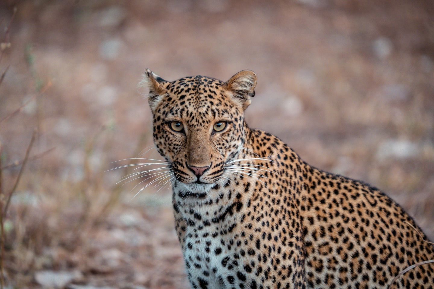 One of my favourite shots in South Luangwa, August 2025 🐆🌿
Out on a game drive with @msandileriverlodge, we came across this incredible leopard mother. Her cub was safely up in the tree with a fresh kill — such a powerful and intimate sighting in the wild. Moments like these are exactly why I keep coming back to this magical place.
I can’t wait to return in October 2026 with my group! 🐆
This trip is already fully booked, but new group adventures are coming soon.
Don’t miss your chance to be the first to hear about upcoming trips and secure your spot — sign up for my newsletter (link in bio).
#southluangwa #zambiasafari #leopardsighting #wildlifephotography #safarilife