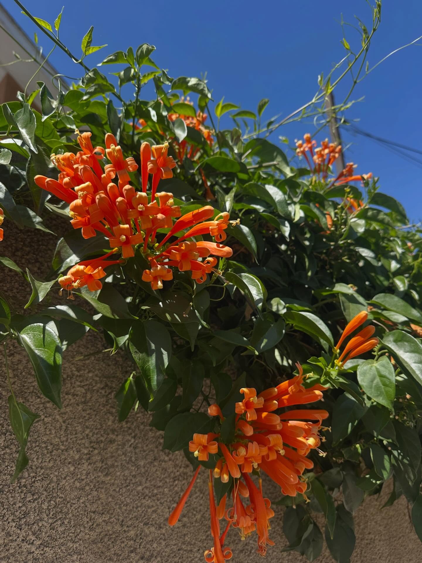 Disponible Bignonia Naranja 🧡🧡