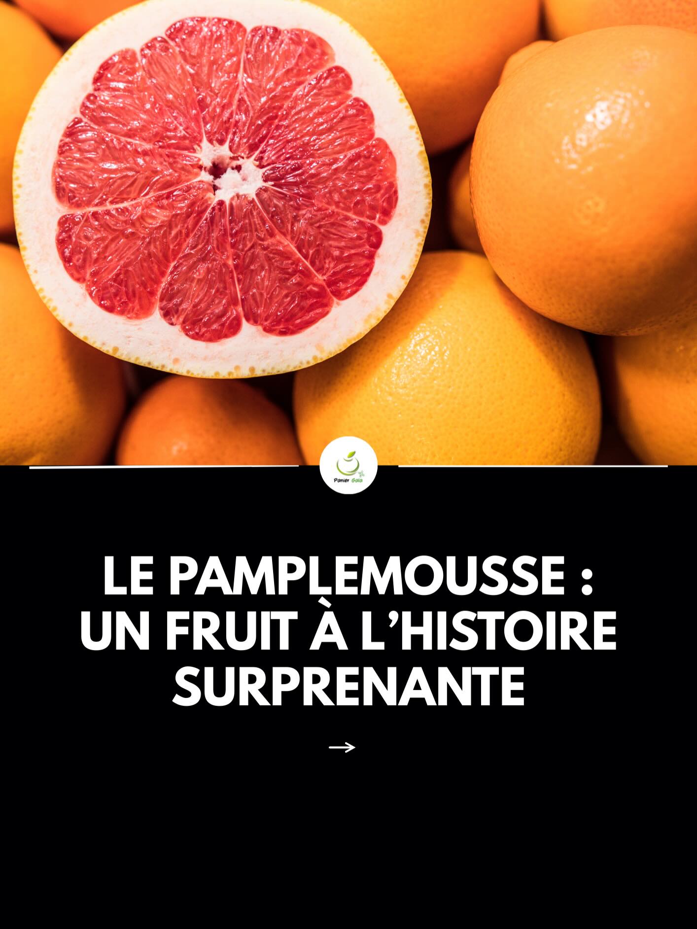 🍊 L’histoire du pamplemousse
Le pamplemousse est un fruit à l’origine surprenante.
Issu d’un croisement naturel entre le pomelo et l’orange douce, il hérite de la fraîcheur et de la légère amertume de l’un, et de la douceur de l’autre.
Né sous les tropiques, il s’est ensuite diffusé dans le monde entier.
Son nom peut prêter à confusion : malgré ce que l’on pense, le pamplemousse n’est pas un pomelo.
Un fruit hybride au caractère unique, aussi intéressant par son goût que par son histoire 🍊 #pamplemousse #histoire