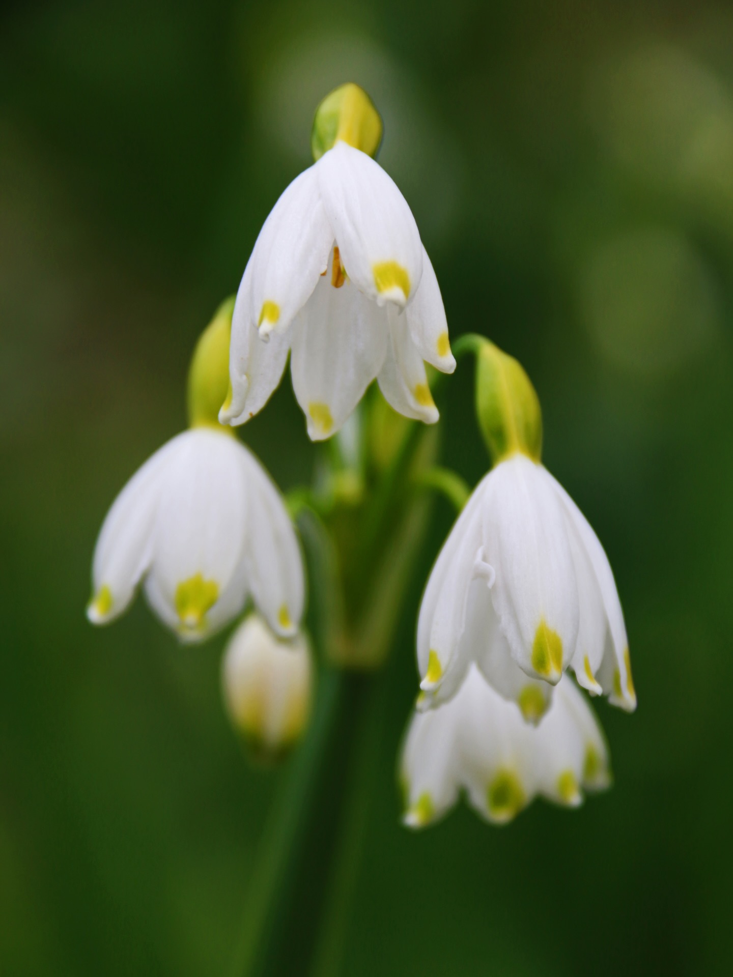 Beautiful Leucojum flowers in a Cotswolds garden.
#leucojum #snowdrops #cotswolds #cottagegarden #floralart