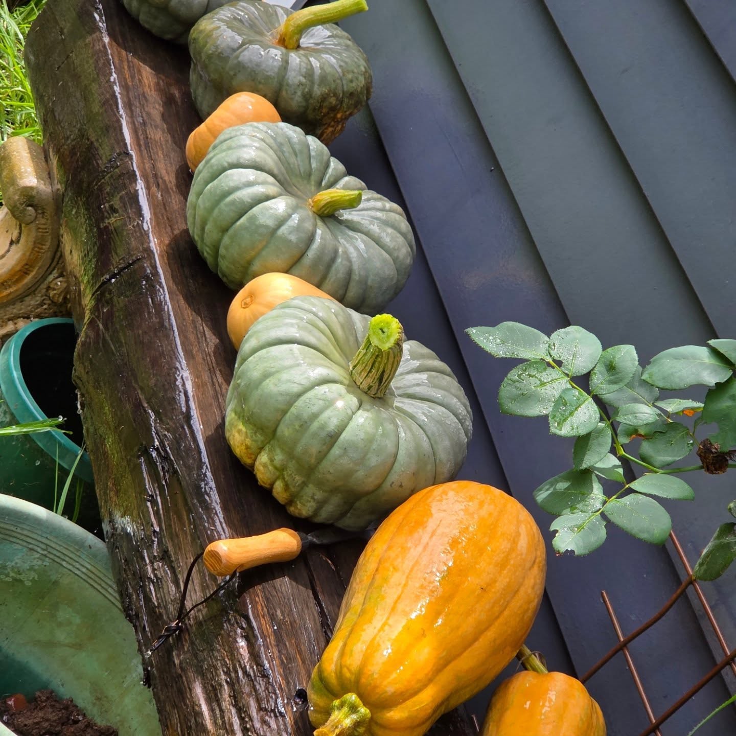 After picking pumpkins, its a good idea to give them a bit of a wash with soap to remove dirt and bacteria, it helps extend their lifespan😃 they'll sit out in a sunny, dry spot for the next 10-14 days now to harden🥰
.
.
#Queenslandblue #violina #pumpkinpatch #pumpkins #farmlife