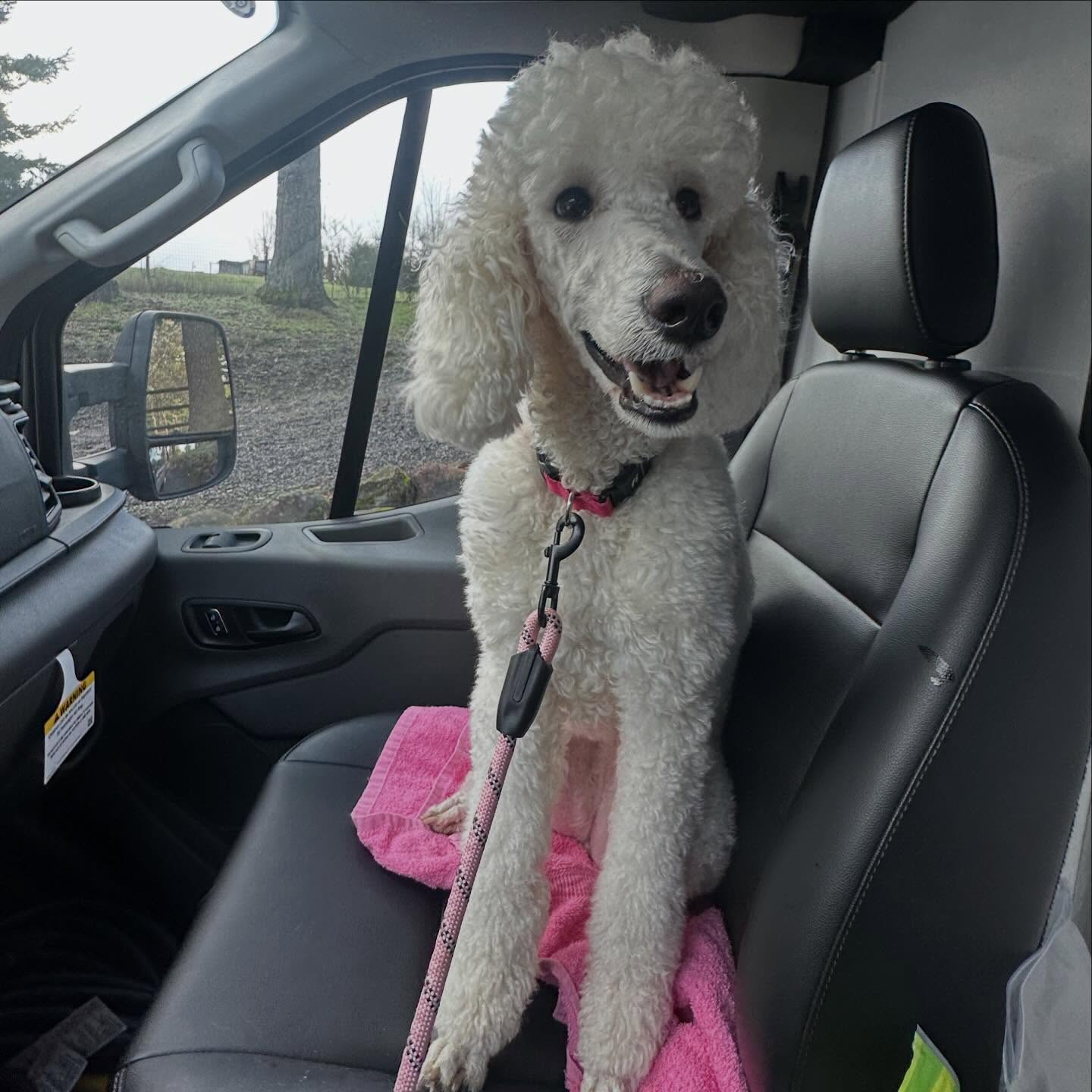 Moon is always very nervous to try new things. I decided I’d give day camp @pawpasture a try and I was confident leaving her with Alex that she’d warm up and look at that happy smile on pick up. I know tomorrow she’ll open up and really have a good time. ☺️