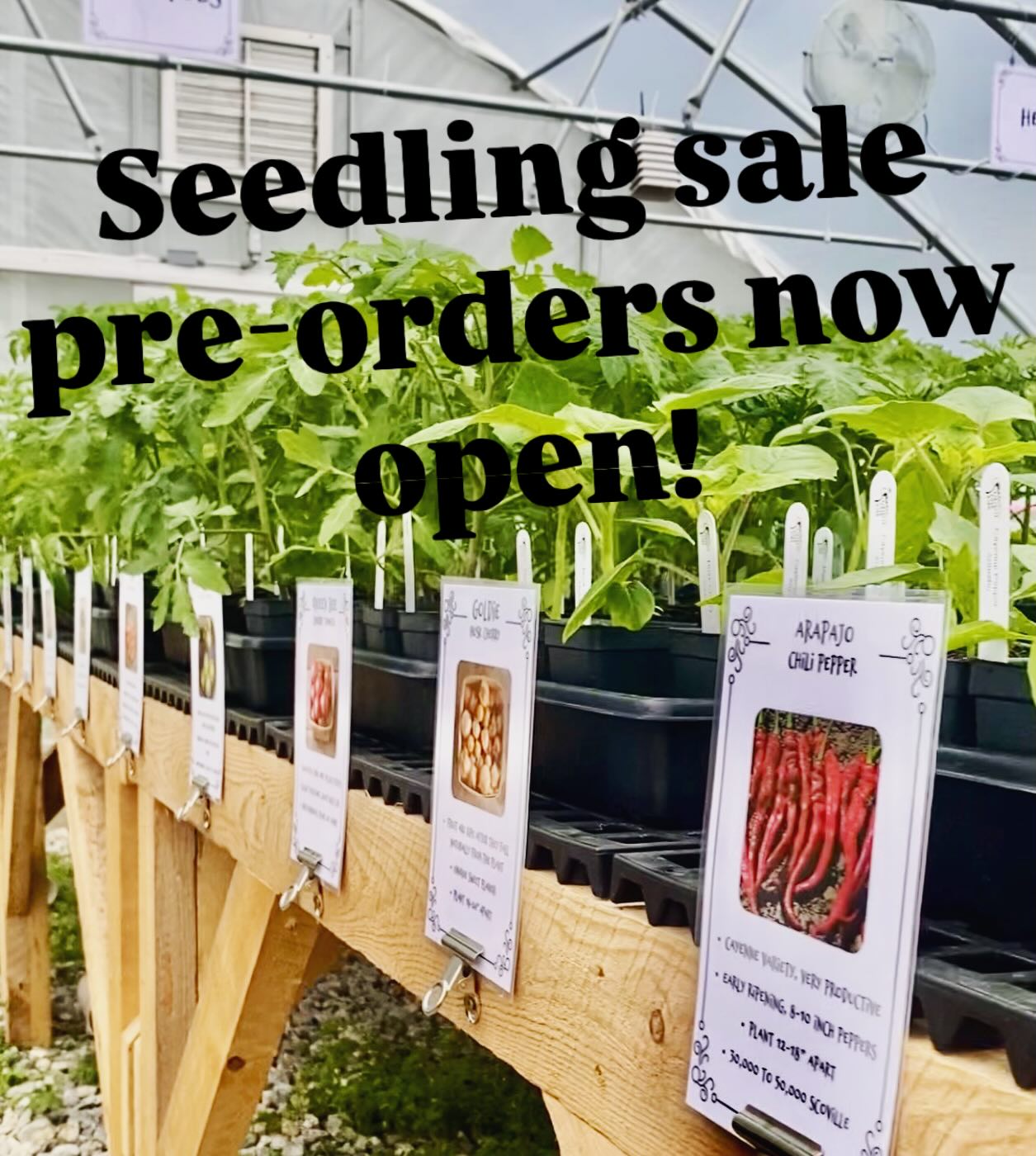 We’re not out of winter yet, but your spring garden is closer than you think! We’ve just opened pre-orders for our Memorial Day Weekend seedling sale. Enjoy perusing the greenery of seedlings and dreaming of warmer days!
Link in bio!
Seedling Sale
Saturday 5/23, 10am - 2pm
Sunday 5/24, 10am - 2pm
#seedlingsale #mainefarms #mainegarden #freeportmaine