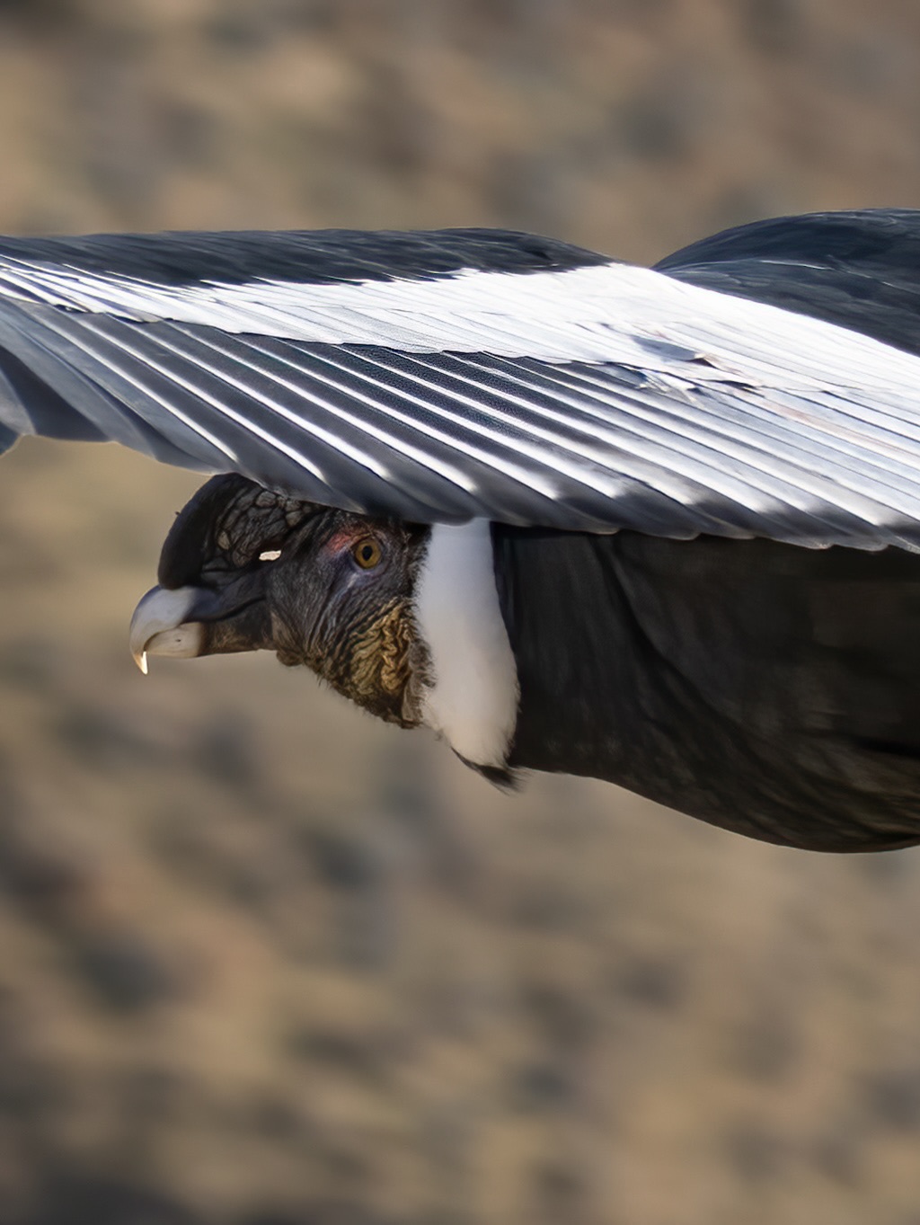 Con amor, desde La Cámara Explora :)