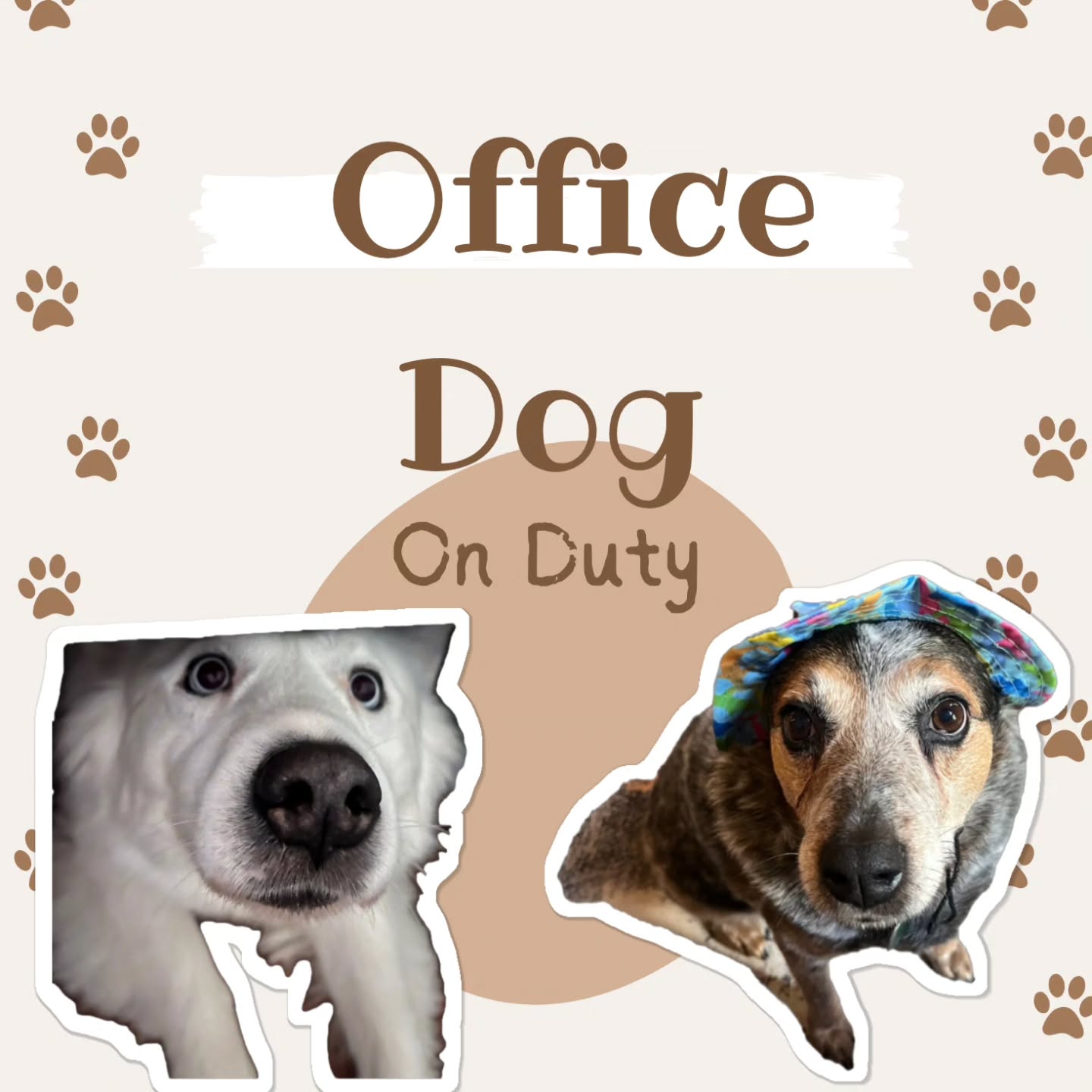 Shadow & Shy are in the office today.
Free pup cuddles with every appointment.
🌱