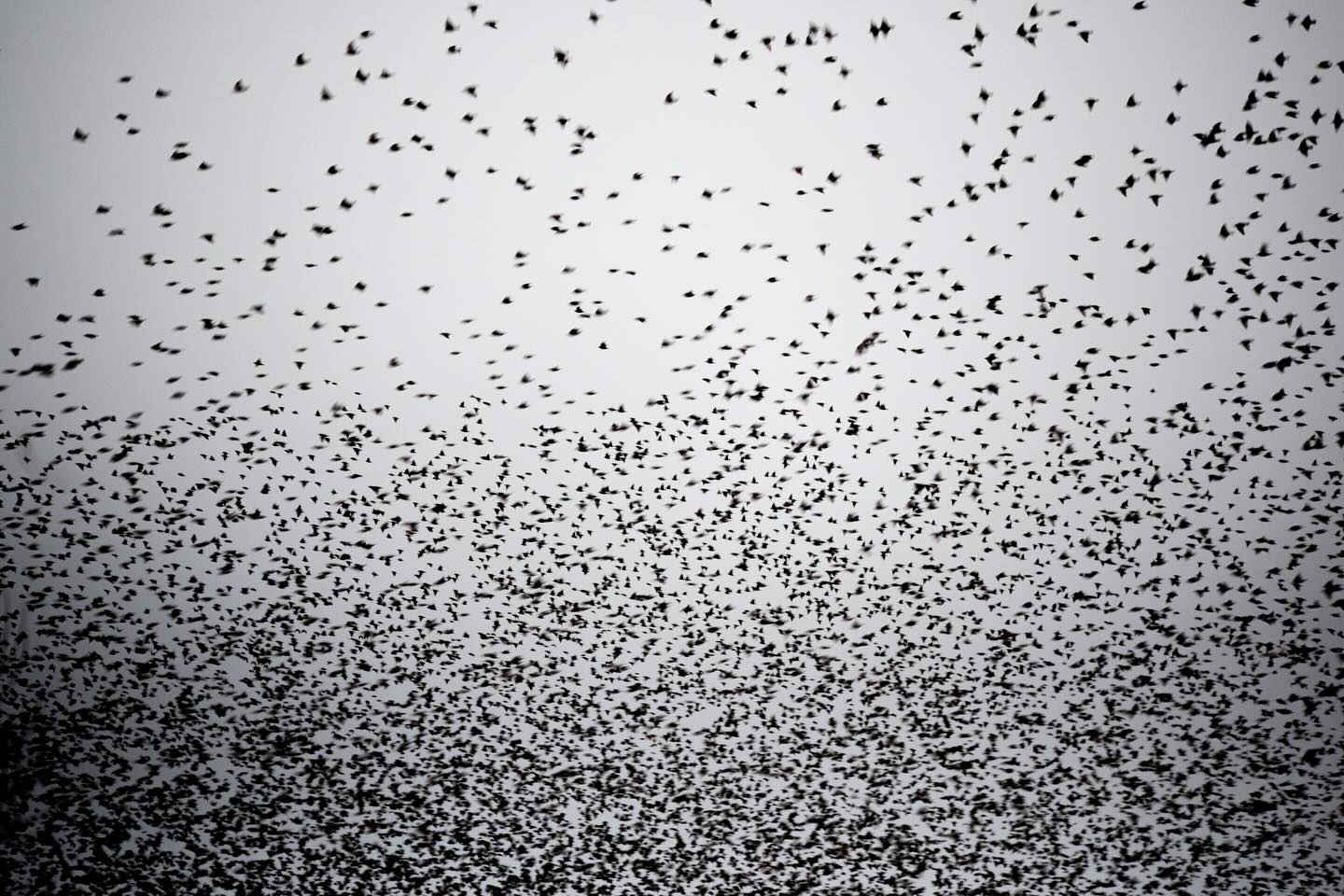 s͓̽t͓̽a͓̽t͓̽i͓̽c͓̽
Starlings - when they murmurate - sound like the sea.
Waves crashing against pebbles, the gentle movement : in and out.
When I showed my friend these photos (there are many more than just these 3) her first response was that they look like static. The birds so numerous and in a pattern so large, it’s hard for our brains to comprehended them as individuals.
A stunning murmuration, from a constellation of starlings ✨
.
📸 @lumix s5
💙 @abisheppard_
.
.
.
#starlings #wildlifephotography #bird #birds #birdphotography @birdlife.europe @btobirds @rspb @rspbengland @birda @getbirdingpod @birdinggirlies @feministbirdclub @global_birdfair