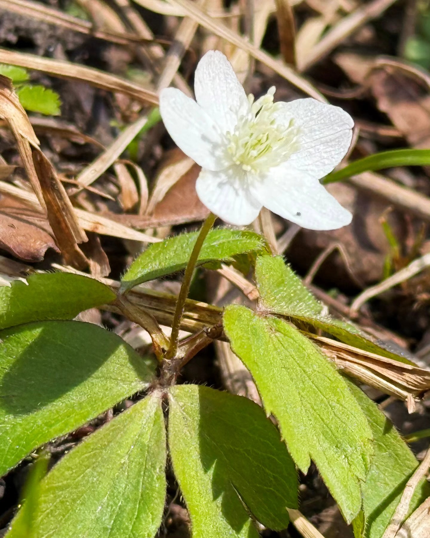 Anemonoides quinquefolia. Wood anemone blooming in the afternoon sunlight of the leafless oak hickory woodlands.
