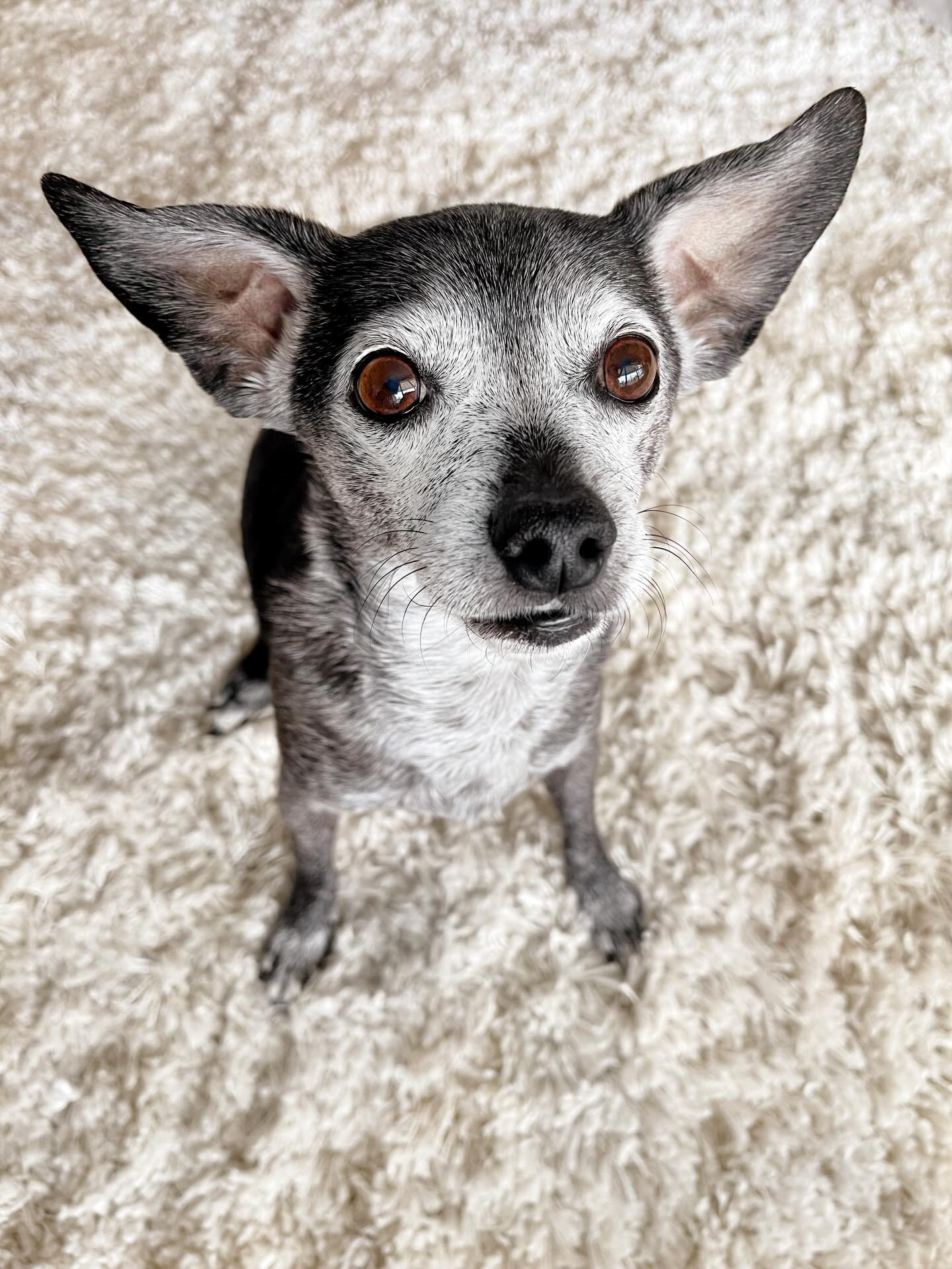 Don’t be fooled. These ears are decorative.