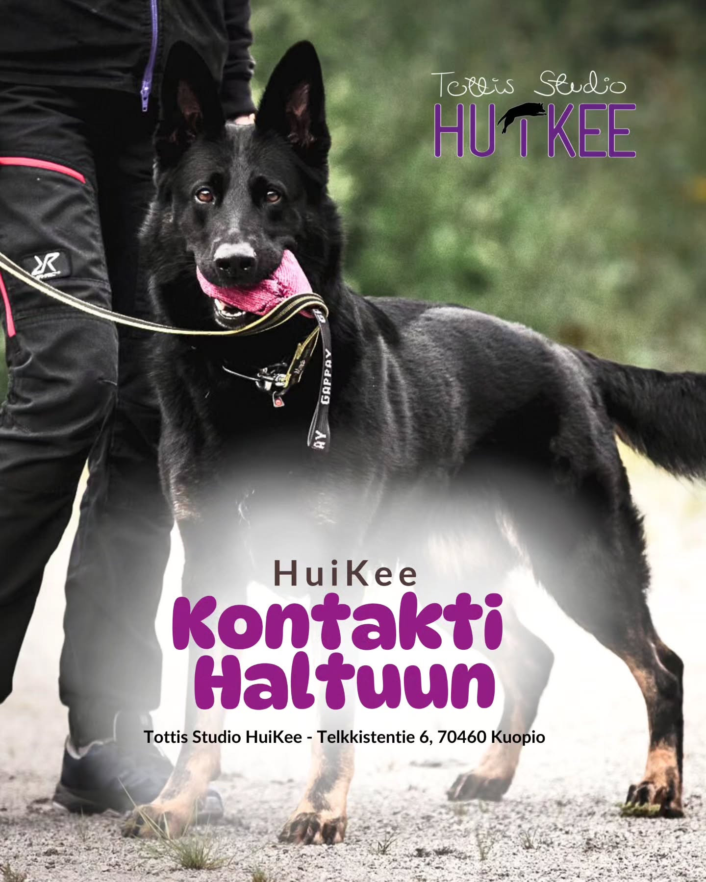 ✨️ HuiKeen Kontakti Haltuun ✨️
Rauhaa, hallintaa ja varmuutta haastaviin tilanteisiin.
💜 Maaliskuussa alkamassa
▫️ 8.3 alkaen 4 kertaa
▫️ Sunnuntaisin klo.16-17
▫️ Ohjaa Sofia @tmisofiamartikainen
▫️ Hinta 128€
▫️ HuiKeen hallilla Kuopion Kelloniemessä Telkkistentie 6, 70460 Kuopio
🔹️ Ilmoittaudu mukaan
www.tottisstudiohuikee.fi
Kontakti Haltuun kurssi on suunniteltu koirille, jotka kokevat ympäristön ärsykkeet voimakkaasti — oli kyse sitten muista koirista, ihmisistä, liikkuvista asioista tai äkillisistä tilanteista. Kurssi tarjoaa turvallisen, hallitun ja asiantuntevan ympäristön, jossa koira voi oppia uusia taitoja ja omistaja saa käytännön työkaluja arjen haastavimpiin hetkiin.
Kurssilla keskitytään taitoihin, jotka rakentavat koiralle turvaa, hallinnan tunnetta ja kykyä selviytyä häiriöistä ilman suurta kuormitusta. Käytämme lempeitä, koiralähtöisiä ja palkitsevia menetelmiä, joilla koira oppii vähitellen säätelemään reaktioitaan ja tekemään parempia valintoja myös vaikeissa ympäristöissä.
Kurssin tavoitteena ei ole ”poistaa reaktiivisuutta”, vaan auttaa koiraa oppimaan tapoja, joilla se voi toimia paremmin ja tuntea olonsa turvallisemmaksi. Kun koiran tunnetilaan vaikutetaan myötätuntoisesti ja sen taitoja rakennetaan johdonmukaisesti, arki alkaa muuttua.
Pienistä edistysaskeleista kasvaa suuria oivalluksia — sekä koiralle että omistajalle.
Lämpimästi tervetuloa mukaan! ❤️✨️
--------‐---------------
✨️ HuiKeen HarrastusPolku ✨️
~ Pohjataidoista kisakentille - yksilöllisesti ja varmasti ~
HuiKee HarrastusPolku on suunniteltu koirakoille, jotka haluavat rakentaa harrastamista pitkäjänteisesti, koiralähtöisesti ja tavoitteellisesti. Kurssit muodostavat selkeän etenemisen aina perustyöskentelystä lajikohtaiseen treeniin ja kilpailuvalmiuteen asti.
HuiKeella uskomme, että vahva pohja on kaiken tekemisen ydin: motivaatio, yhteistyö, selkeä kommunikaatio ja koiran tunnetilan huomioiminen. Kun nämä ovat kunnossa, harrastaminen on sujuvaa, kehittävää ja ennen kaikkea hauskaa!
HarrastusPolkuun pääset tutustumaan lisää kotisivuiltamme!
#tottisstudiohuikee #koirankoulutus #koirakoulukuopio #Kuopio #koirahalliKuopio
