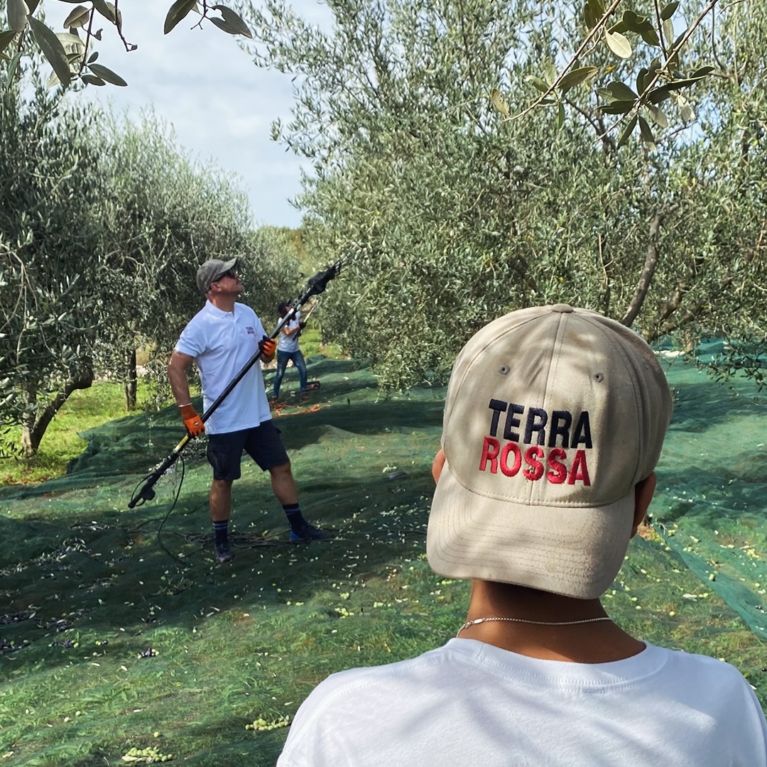 This is what we do. Every single year. 🫒
No machines, no shortcuts. Just family, nets, and the quiet satisfaction of knowing exactly where your olive oil comes from.
You can see it in the posture. In the hands. In the way nobody rushes — because great olive oil can't be hurried.
This is harvest time in Istria. This is Terra Rossa.
🛒 Taste the result — order now, link in bio.
#harvest #oliveharvest #familyfarm #istria #croatia #terrarossa #organicfarming #evoo #extravirginoliveoil #behindthescenes #slowfood #farmtotable #handpicked #oliveoil #authenticity