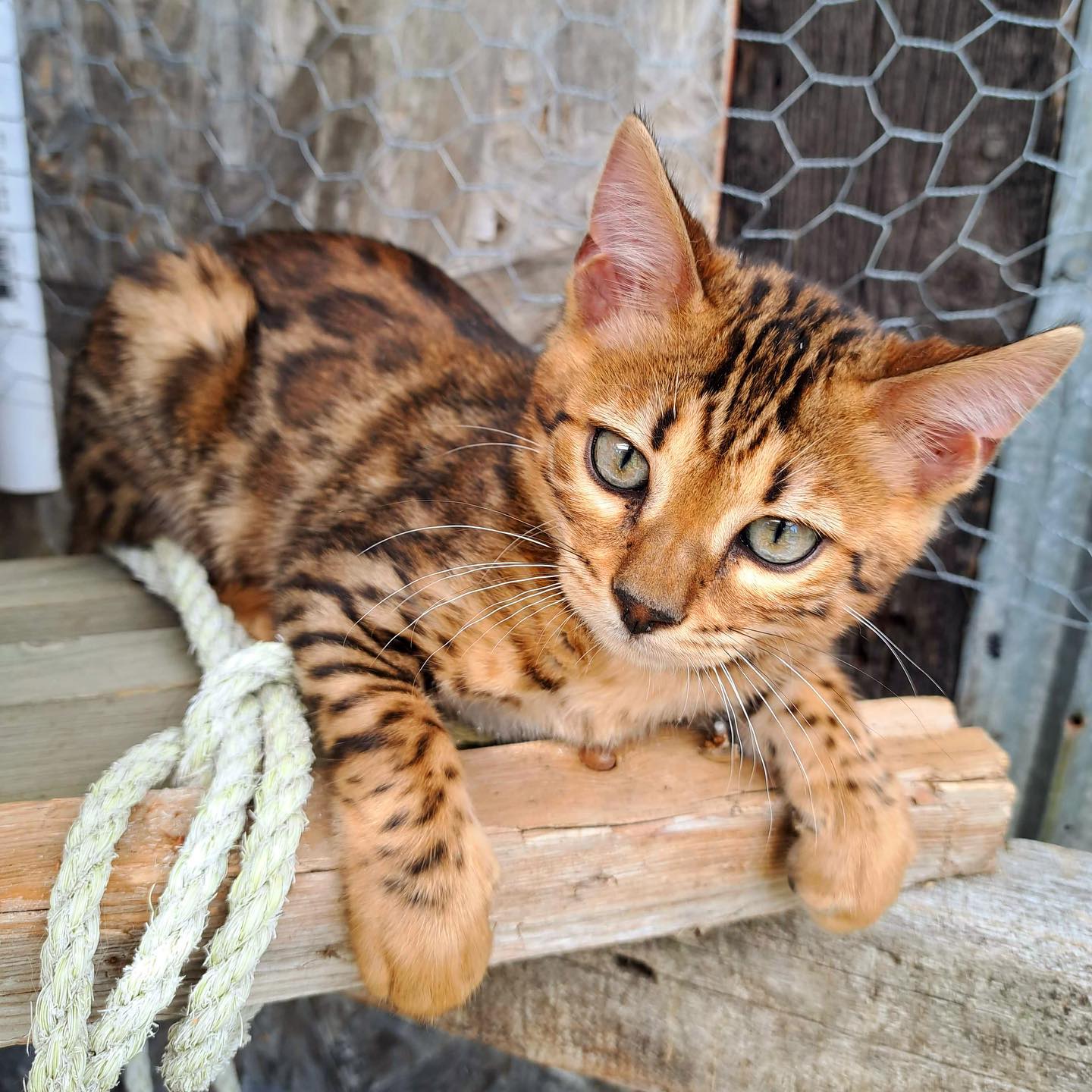 Fils de Loba et Notorious toujours disponible pour adoption🥰💙🐾 #prince#leranchdubengal#superbe#brownspottedbengal#amazing#beauty#awesome#impressionant#adoption#kittenoftheday#sweetheart#kitten#bengalcat#intelligent#proud#elevage#passion#love#eyes