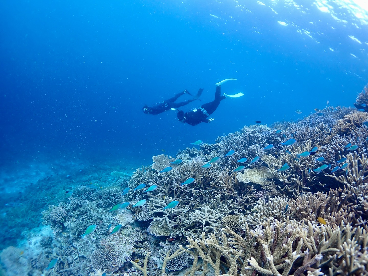 スキンダイビングツアー🧜♀️🧜
《 世界に誇る日本一の海“ヤビジ”で
一生の思い出に残る体験を🌏🩵》
▼マーリンのオススメポイント
⑴ 安全第一でご案内🛟
厳しい安全基準をクリアした業者だけが認定される
“マル優”に指定されています
ガイドは定期的に安全講習実施中。
⑵ ヤビジまで一番近い港出発⛴️
半日ツアーで旅行のスケジュールが組みやすく
船酔いが心配な方にもオススメです!
⑷初心者・女性にも優しい🥰
女性スタッフも在籍、
各資格を持ったガイドがご案内!
⑸当日のベストポイントへご案内🐢
海を知り尽くした宮古島育ちの船長が
数あるシュノーケルポイントから
その日のベストコンディションへ向かいます!
▼ツアーメニュー
・八重干瀬シュノーケルツアー
・八重干瀬スキンダイビングツアー
・八重干瀬体験ダイビングツアー
・スキンダイバー講習
→ 各ツアーに𝗘𝗖𝗢プラン(割引)あり
▼𝗘𝗖𝗢プラン 〜環境に優しくお得に遊ぼう🧡〜
各ツアーメニューに適応可能
𝟭.ツアー料金¥𝟭,𝟱𝟬𝟬引き
𝟮. 𝗘𝗖𝗢ルールを守っていただける方
※𝗘𝗖𝗢ルールはHPにてご確認ください
▼ ご予約方法
InstagramトップページのリンクからHPへ
※DMは対応しておりません。
▼船長アカウント
こちらでもツアーの様子をリアルタイムで発信中!
🚢:@marlin_nakasato
▼スタッフアカウント
スタッフ目線のツアーの様子やオフを発信中!
👫🏽:@staff_marlin_miyakojima
#ヤビジツアーマーリン
#宮古島 #八重干瀬 #ヤビジ
#宮古島旅行