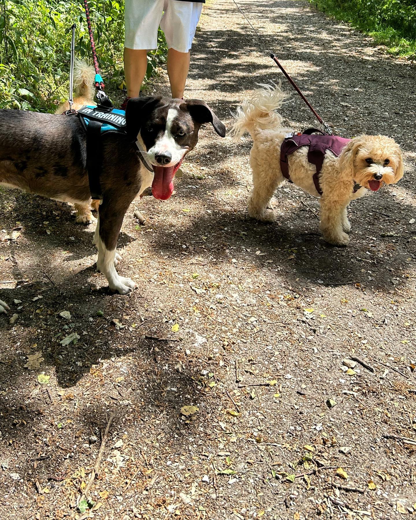 Where’s Mabel hiding?