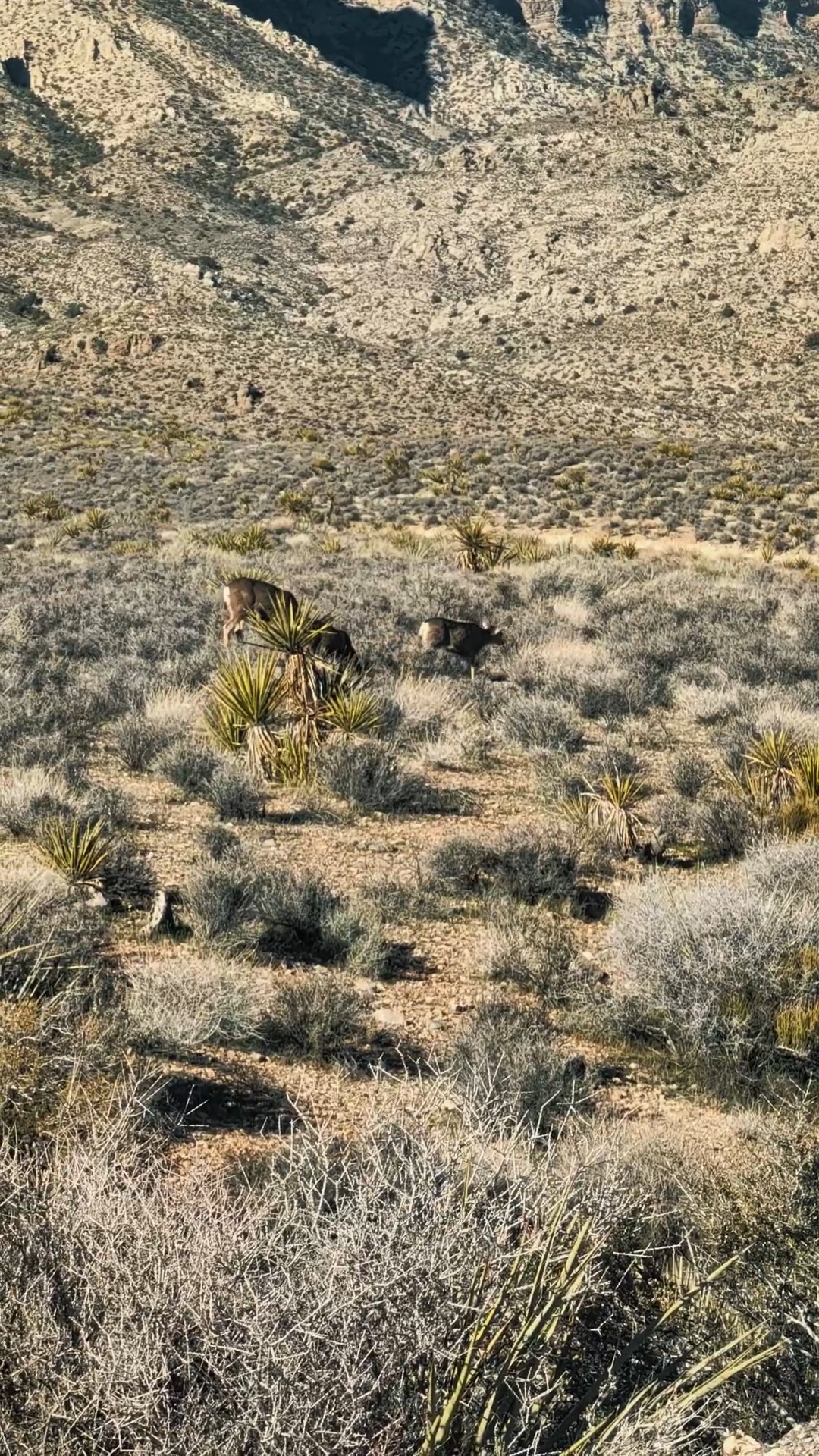 A drive through Red Rock Canyon National Conservation Area is one of the best ways to experience the desert just outside Las Vegas. 🌄
These dramatic red sandstone cliffs were formed more than 180 million years ago and later uplifted by tectonic forces along the Keystone Thrust Fault. Long before Las Vegas existed, this area was home to Native peoples who left behind petroglyphs that can still be seen today.
Things to do at Red Rock Canyon:
• Drive the 13 mile scenic loop
• Stop at overlooks for photos and short walks
• Visit the visitor center to learn about geology and history
• Explore petroglyph sites
• Hike trails ranging from easy walks to challenging climbs
• Go rock climbing if you are experienced
It is hard to believe this peaceful, otherworldly landscape is less than 30 minutes from the Strip.