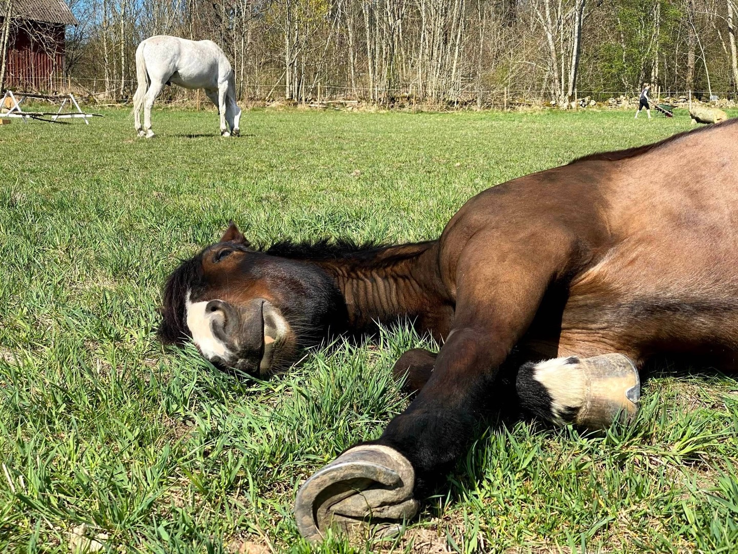 Nu ligger alla handlingarna uppe på hemsidan inför kommande årsmöte. Länk till mer info hittar du i bio. 🐴♥️
Varmt välkomna!
#frillesåsridochk
